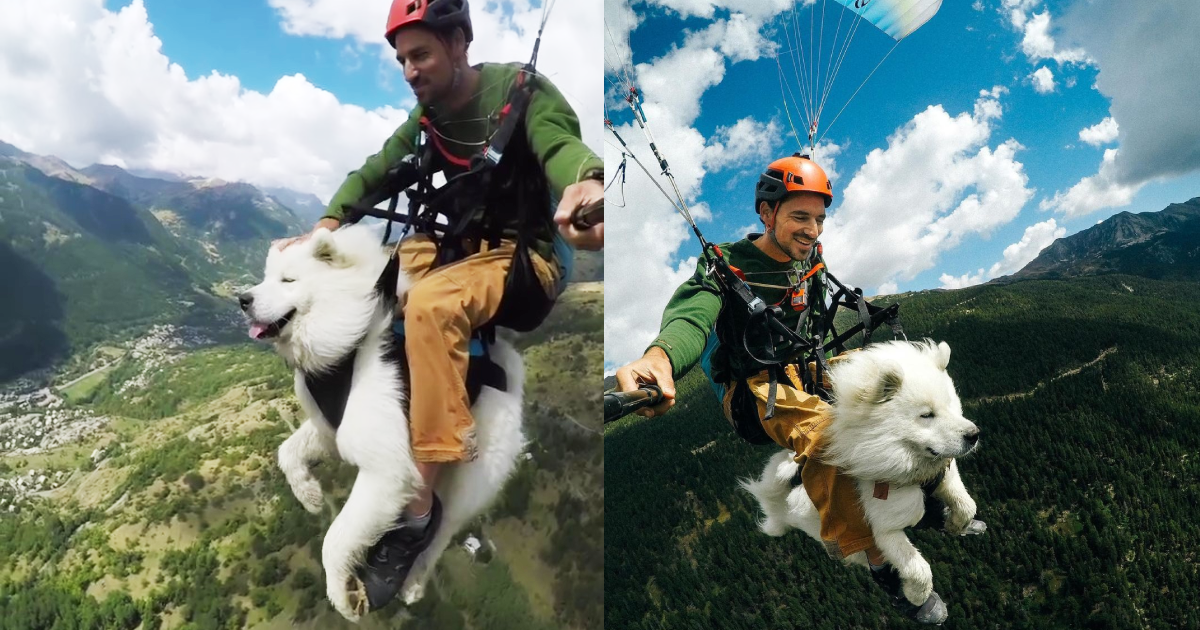 法國導演Shams日前與愛犬Ouka,一起乘坐飛行傘飛上天,Ouka淡定的吹著風看著風景,加上薩摩耶天生呆萌的可愛模樣,飛行過程的影片在網路爆紅。(圖片翻攝IG@shamsfilmmaker/@ouka.sam)