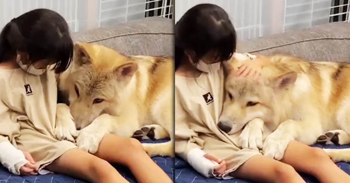 日本一個家庭飼養有狼基因的狼犬,近日因小女兒受傷,巨大的狼犬小弟溫柔地撒嬌,貌似擔心的反差萌在推特爆紅。(翻攝推特@nao_kun_wolfdog)