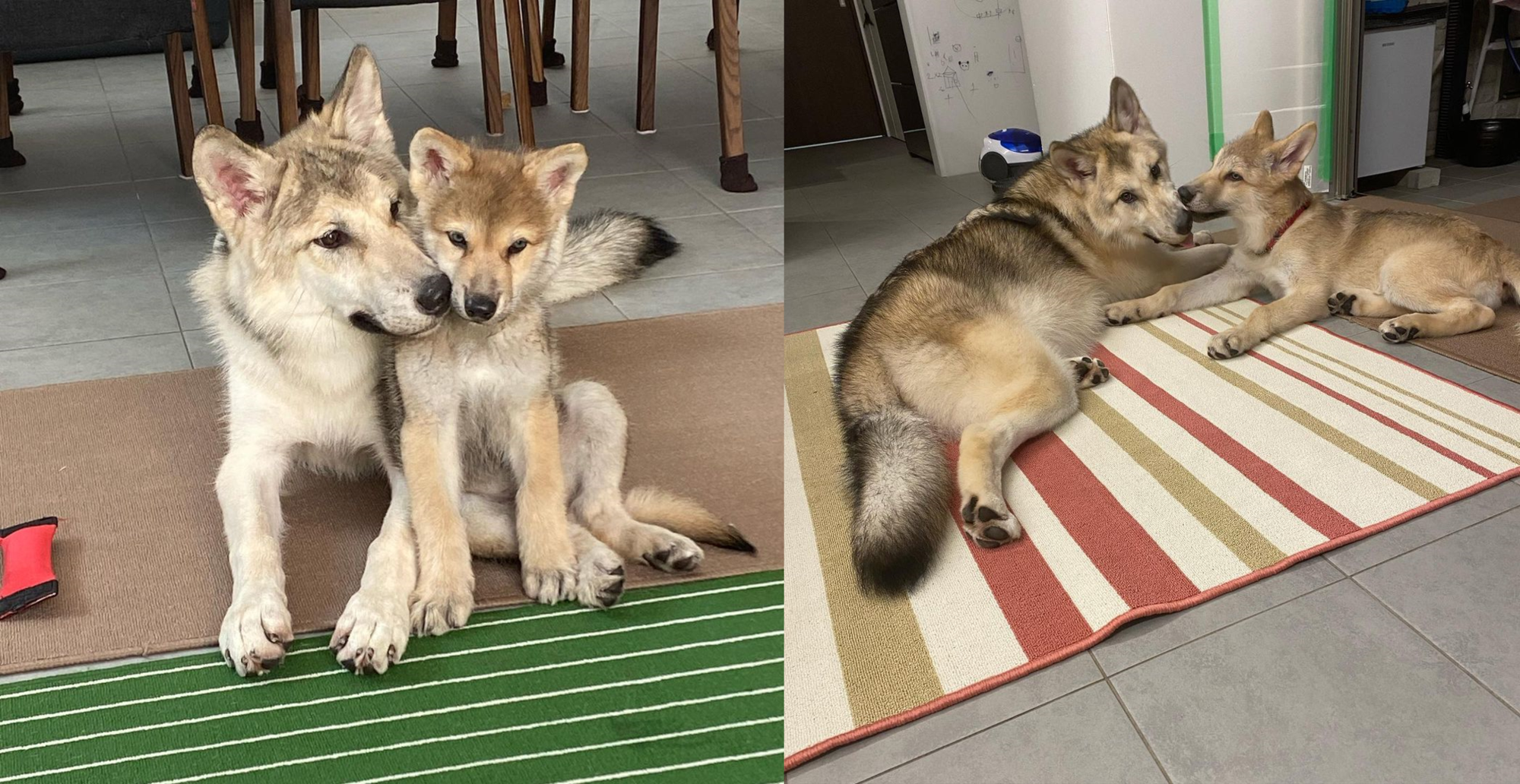 原PO家中先飼養了狼犬姐姐NAO,四個月後再養了狼犬弟弟KUN。照片中的KUN約一個月大,對比近日影片中的體型已落差很大。(翻攝IG@ wolfdog_nao_kun)