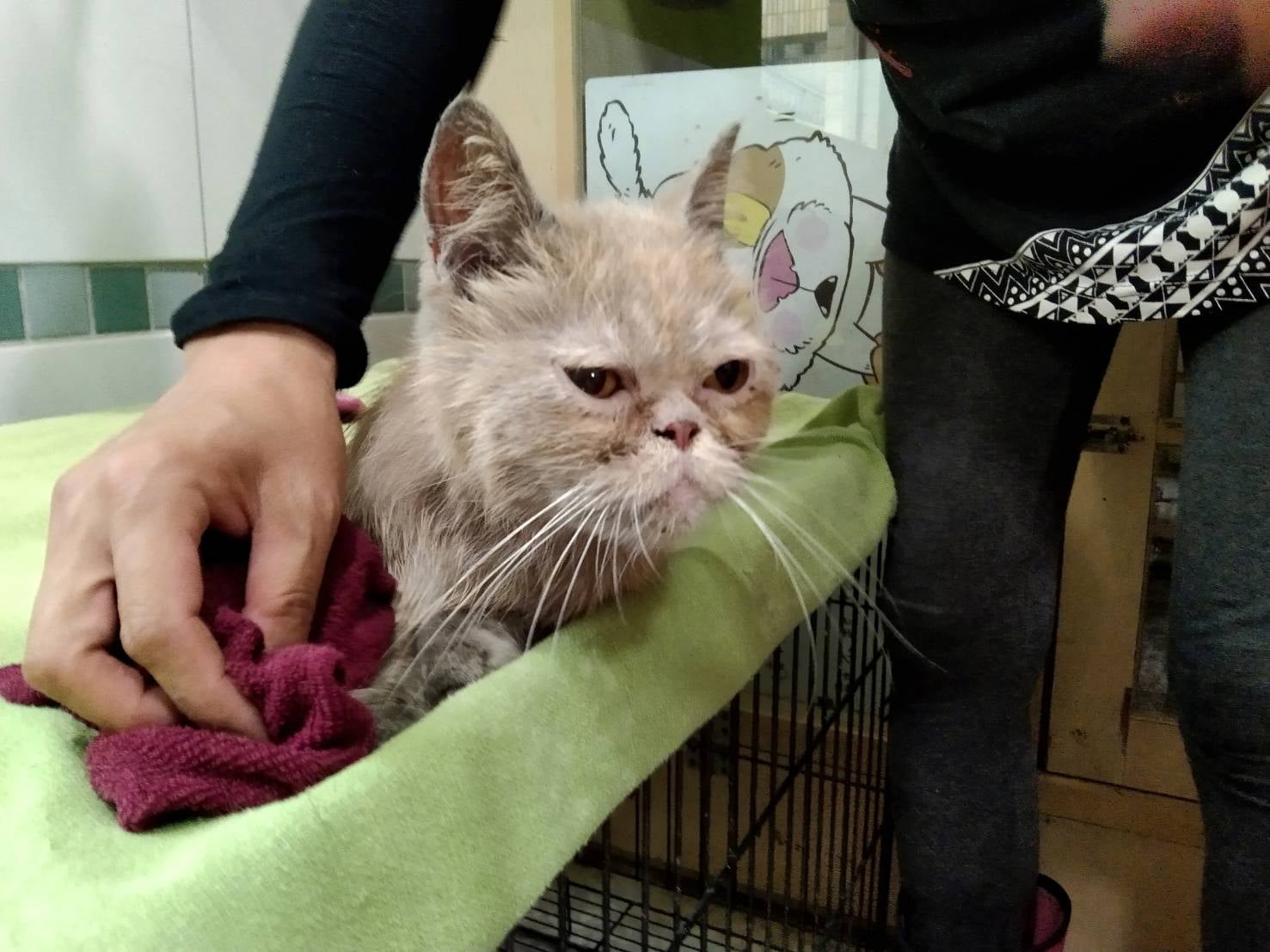 城中城生還小貓目前安置在壽山園區。(翻攝自高雄市動物保護處粉絲團)