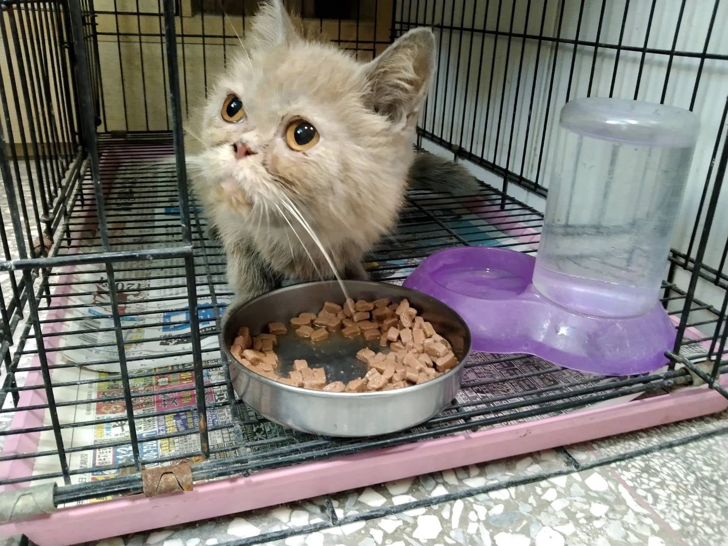 警方今天在城中城巡邏，發現一戶中出現一隻生還小貓。（翻攝自高雄市動物保護處粉絲團）