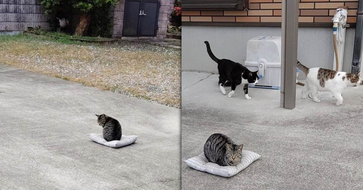 日本網友日前在家中庭院曬坐墊，因被風吹落地面，附近浪貓立馬占據，還引起三隻貓咪的搶奪寶座大戰，而坐墊原主將照片上傳推特後萌翻十幾萬網友。（圖片翻攝推特＠YagyouNEKO）