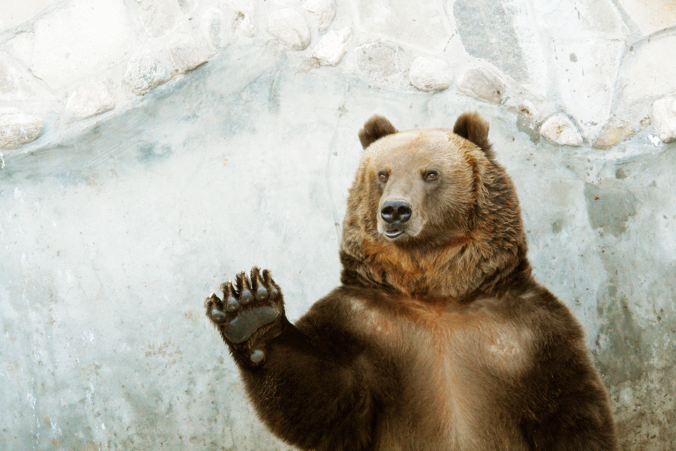 俄羅斯一名男子用小刀殺死攻擊他及友人的棕熊。示意圖，非當事熊。（東方IC）