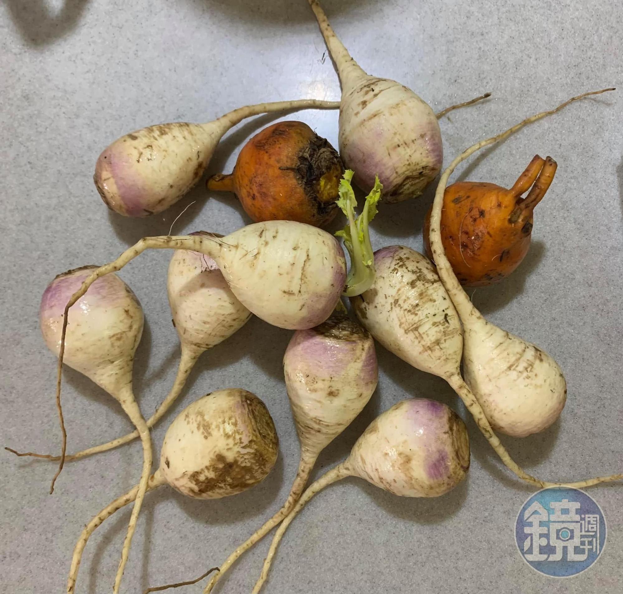 蕪菁，我兒子以前沒吃過，說像菜心。