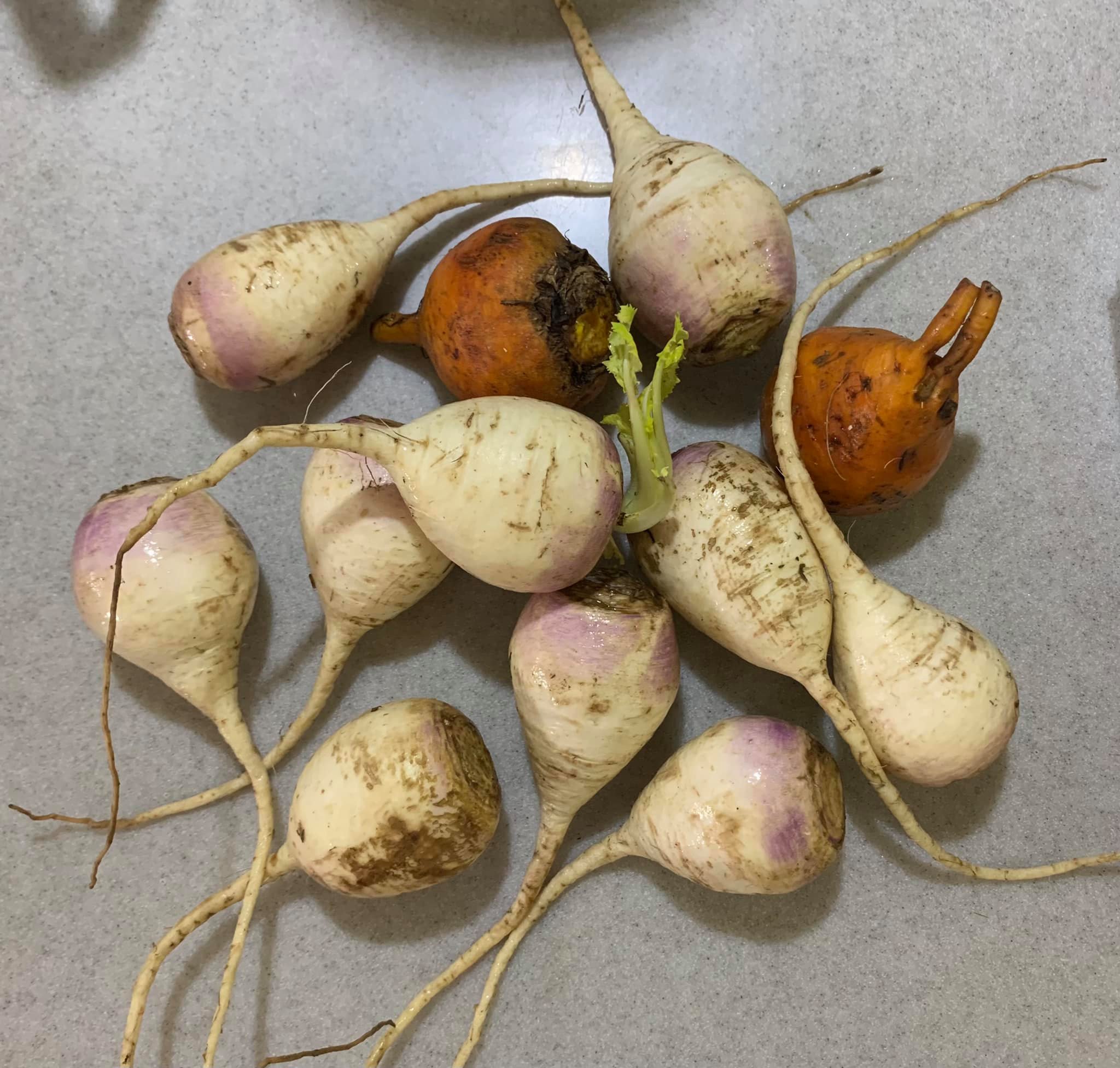 蕪菁，我兒子以前沒吃過，說像菜心。