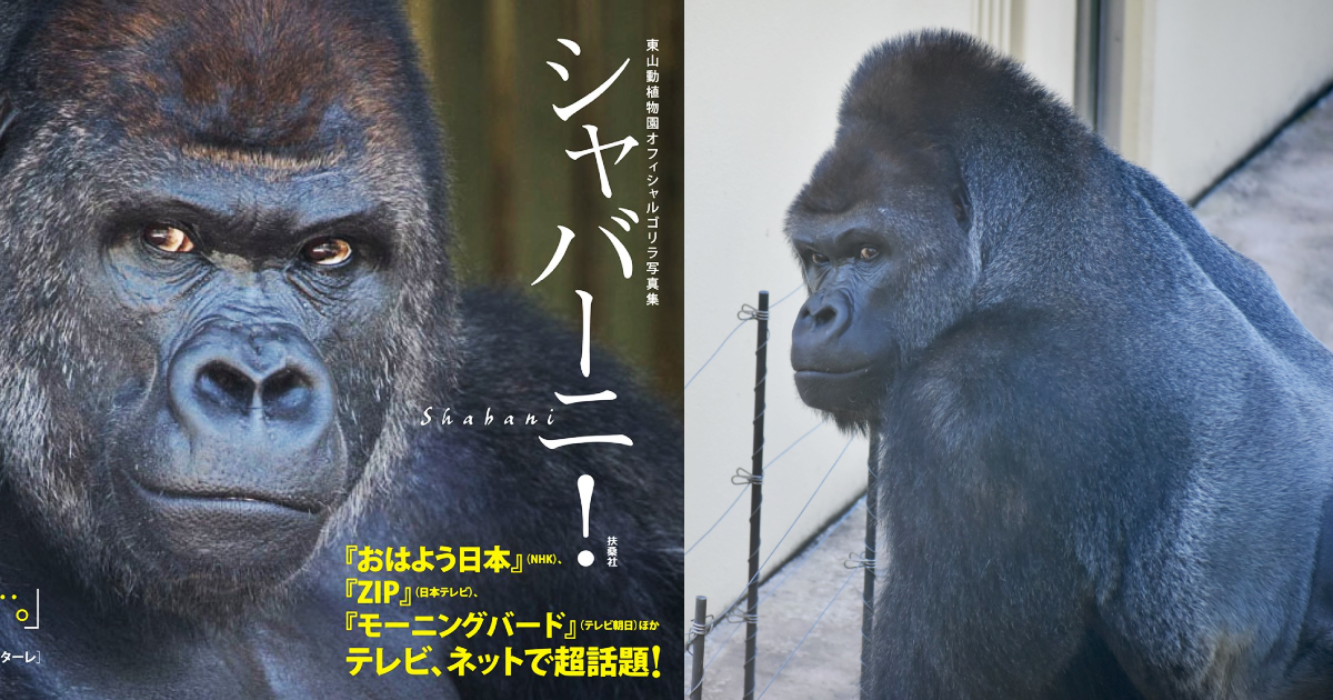 曾出過寫真集與許多周邊商品，日本《東山動植物園》的夏巴尼，以號稱史上最帥大猩猩聞名，近日歡度25歲生日，園方與粉絲都紛紛發文慶賀。（圖片翻攝推特＠higashiyamapark）