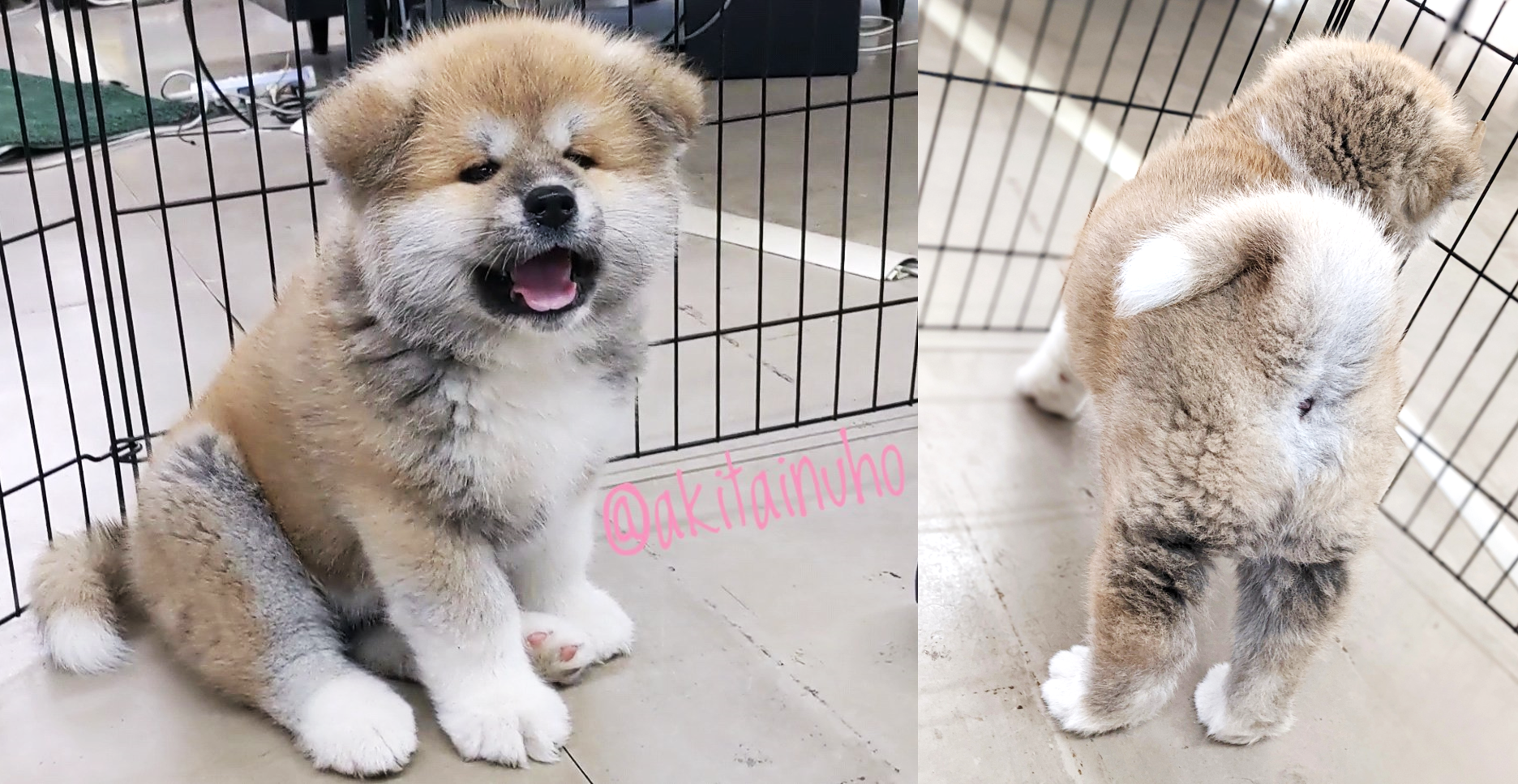 位在日本秋田縣的《秋田犬會館》,除了是秋田犬博物館外,館內也飼育許多秋田犬,剛出生不久的幼犬有時會出現在館內,極受遊客關注。(翻攝推特@akitainuho)