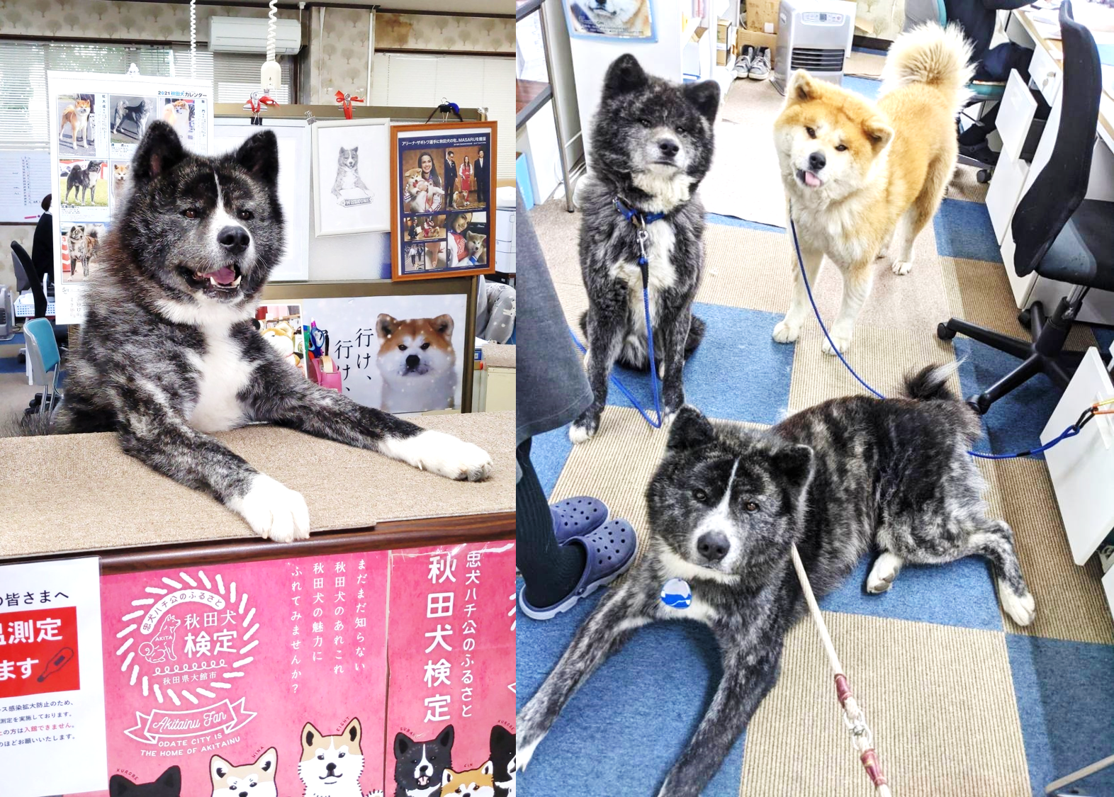 曾在網路上爆紅的看板犬SUBARU(圖左),最愛趴在櫃台上等待遊客,目前平日都會在館內,另外兩隻同事犬小銀與黑兵衛則是週一三五上班。(翻攝推特@akitainuho)