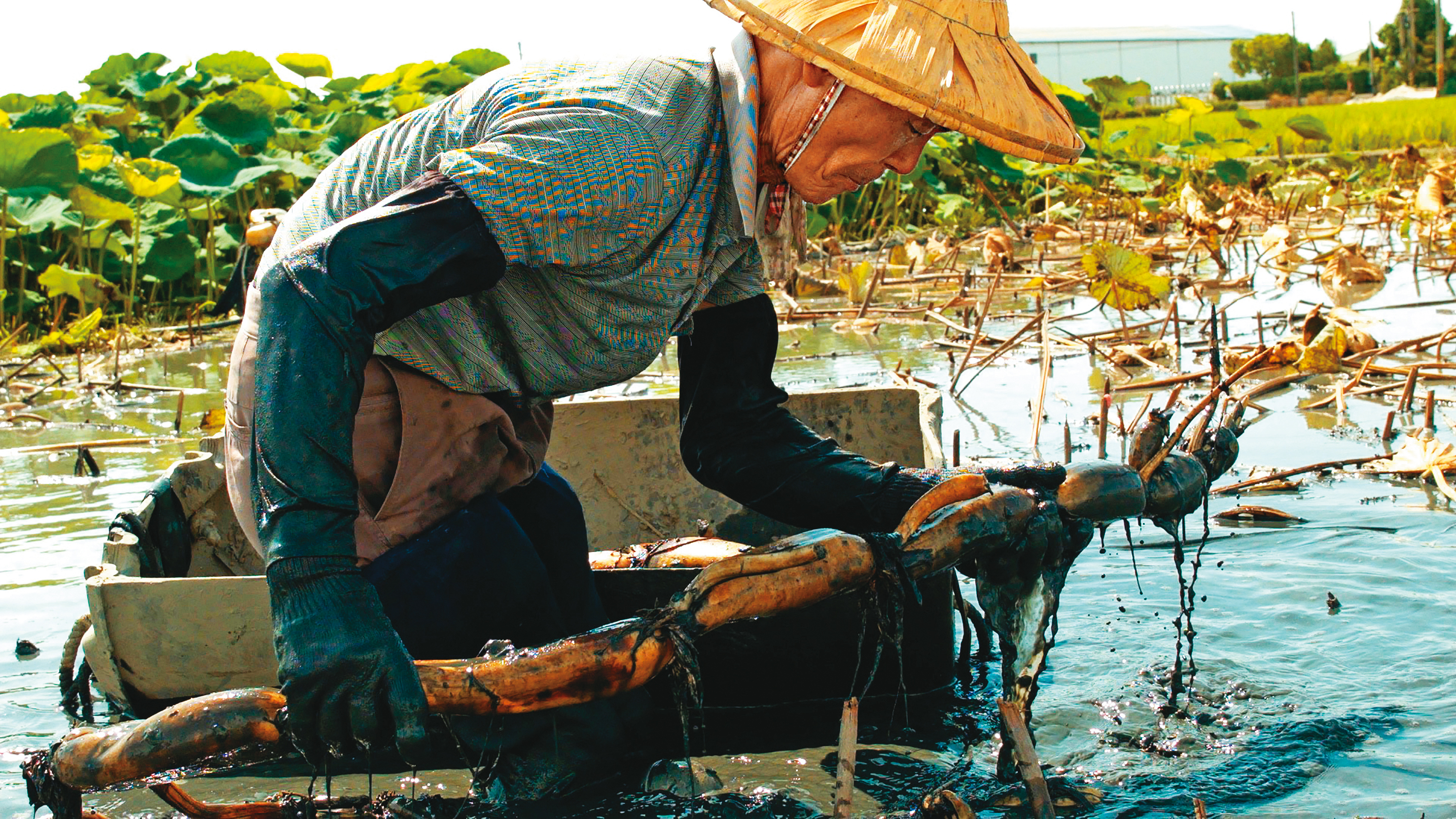 紀錄片《老鷹之手》聚焦嘉義縣民雄鄉牛斗山村的蓮藕田和農民。（天馬行空提供）