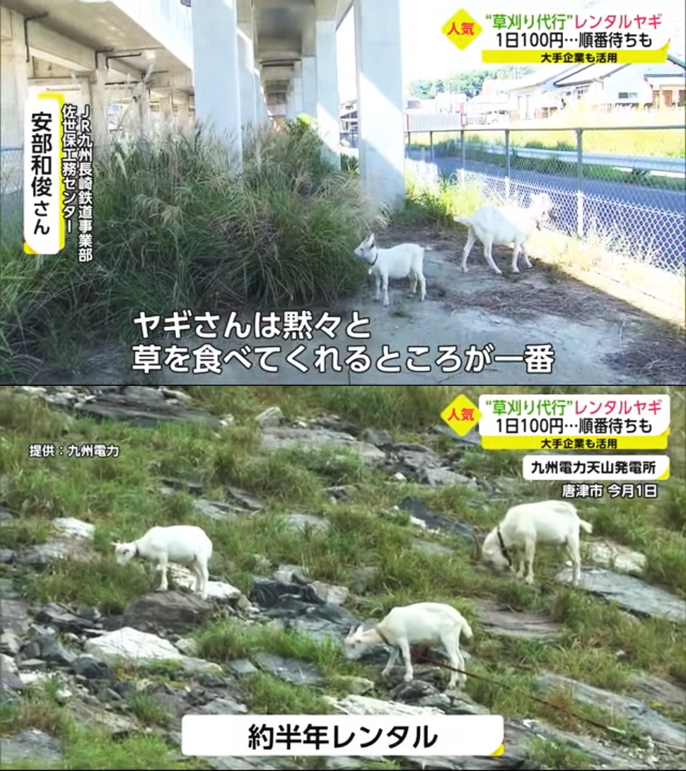 除了私人農地果園會租用山羊除草，日本一些公共事業如鐵路、電力公司也會請山羊來除雜草。安靜不打擾居民，遍布石塊的崎嶇坡地也能輕鬆除草。（圖片翻攝Youtube頻道サガテレビ）