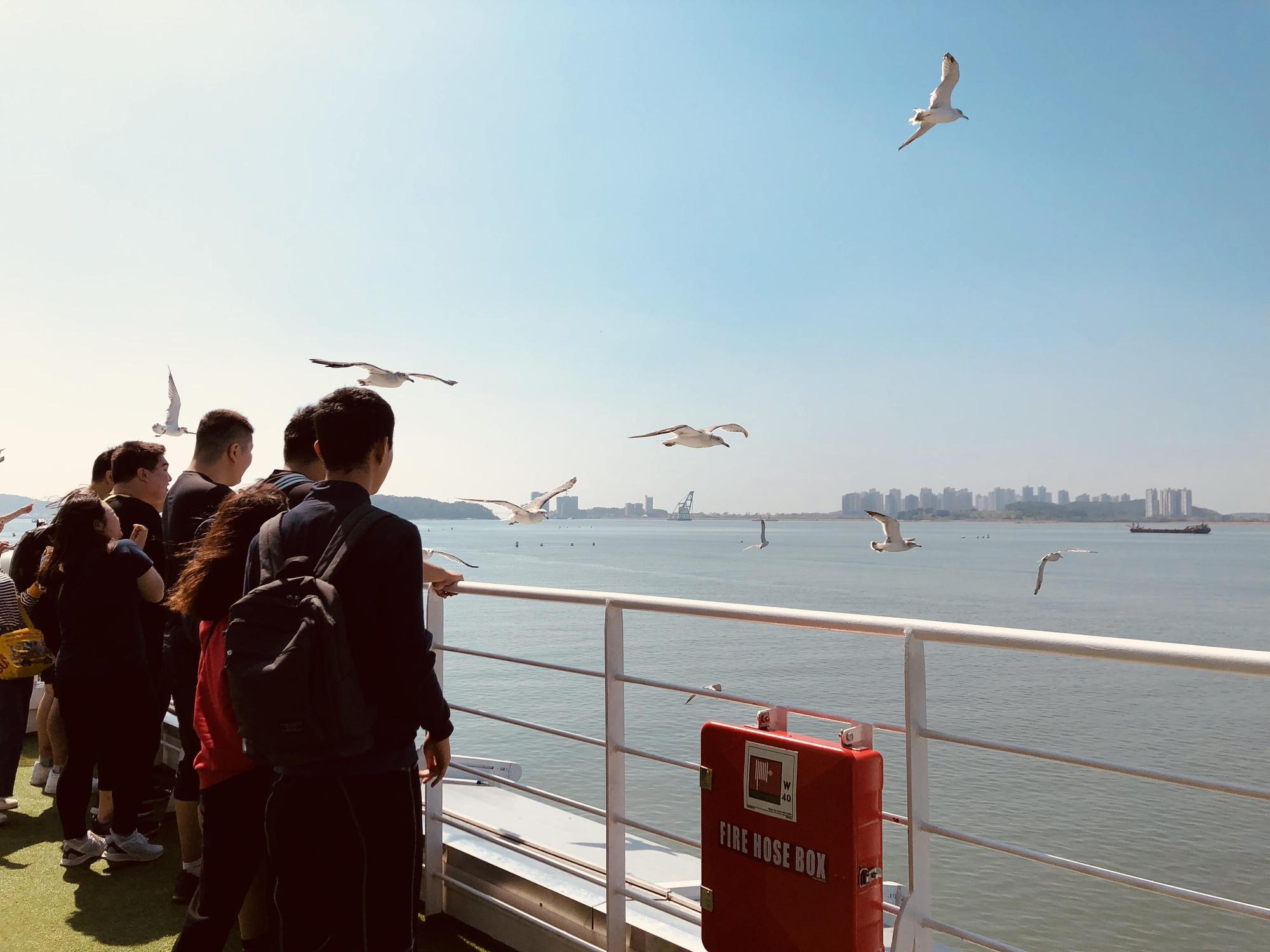 搭乘月尾遊覽船還能和海鷗互動。