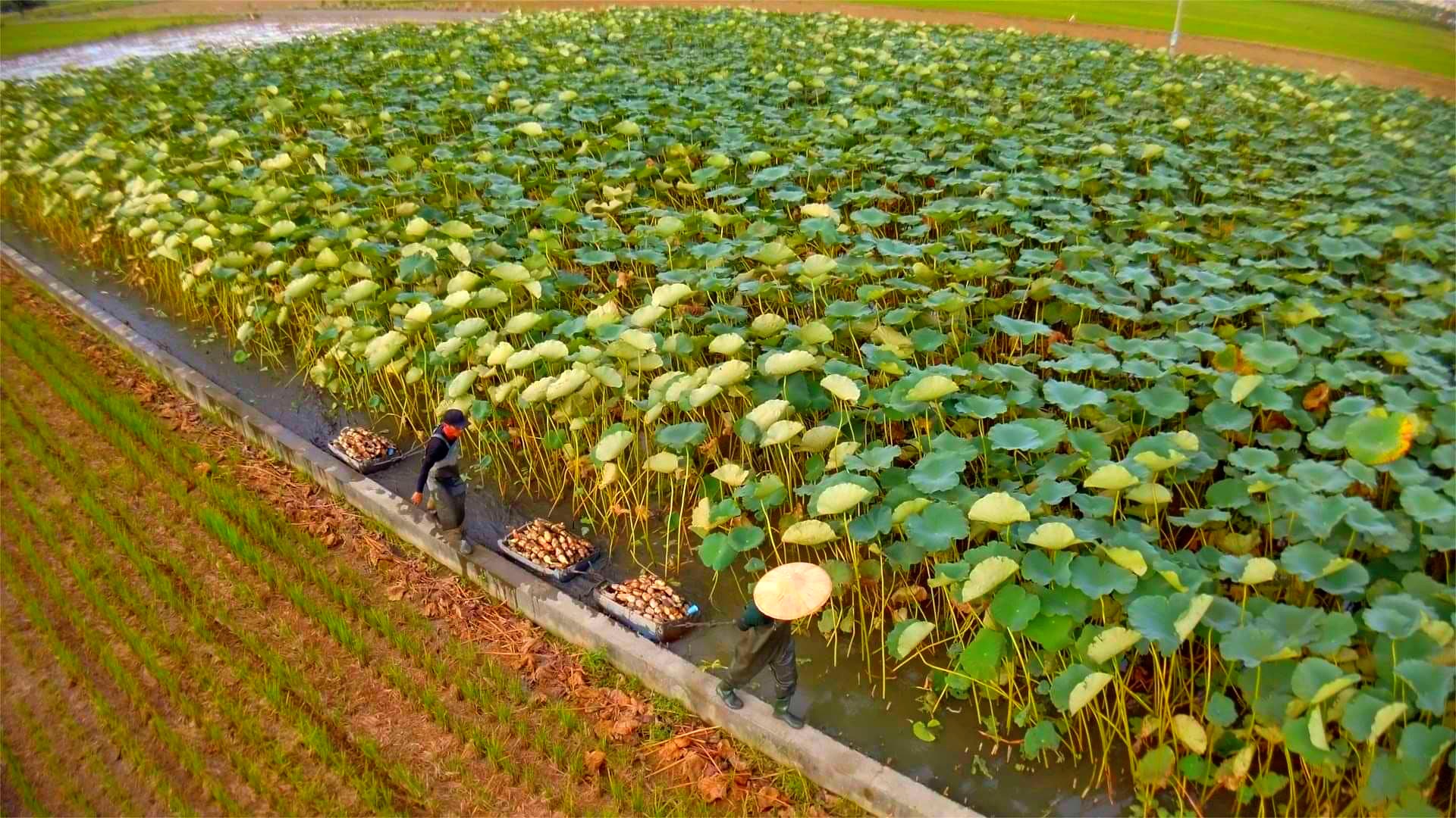 賴麗君希望鏡頭從某種高度凝視農民的身影，用天的視角看他們的渺小與脆弱。（天馬行空提供）