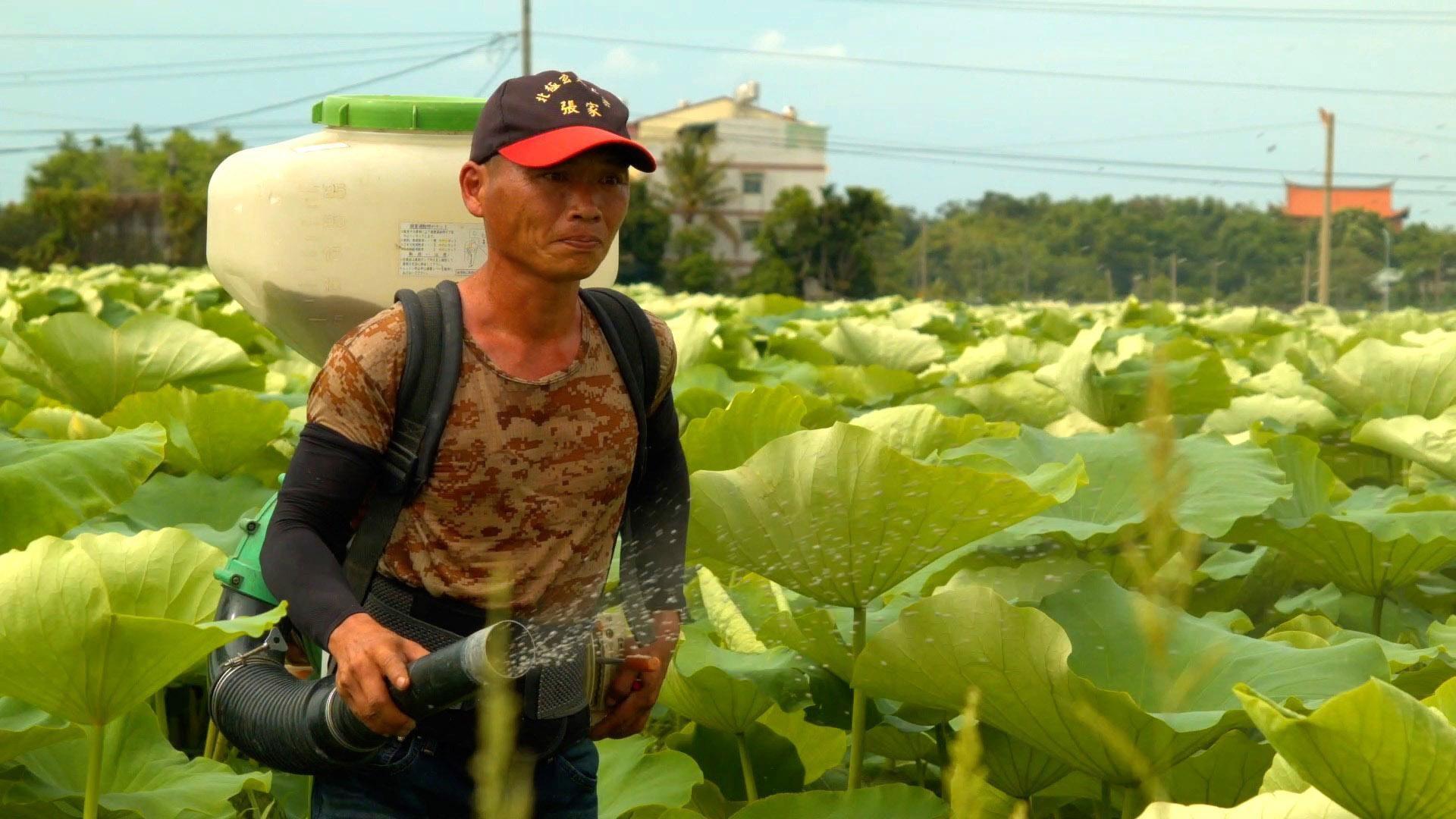中生代農民莊傑全投入蓮藕產業，如今已打出名號。（天馬行空提供）