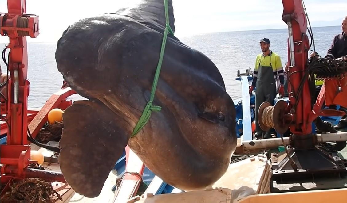 西班牙漁民和大學生物團隊合作,捕獲到超巨大的翻車魚。(翻攝University of Seville YouTube)