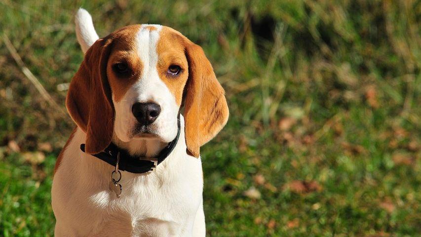 據悉共有44頭米格魯幼犬因實驗死亡。(翻攝Nancy Mace Facebook)