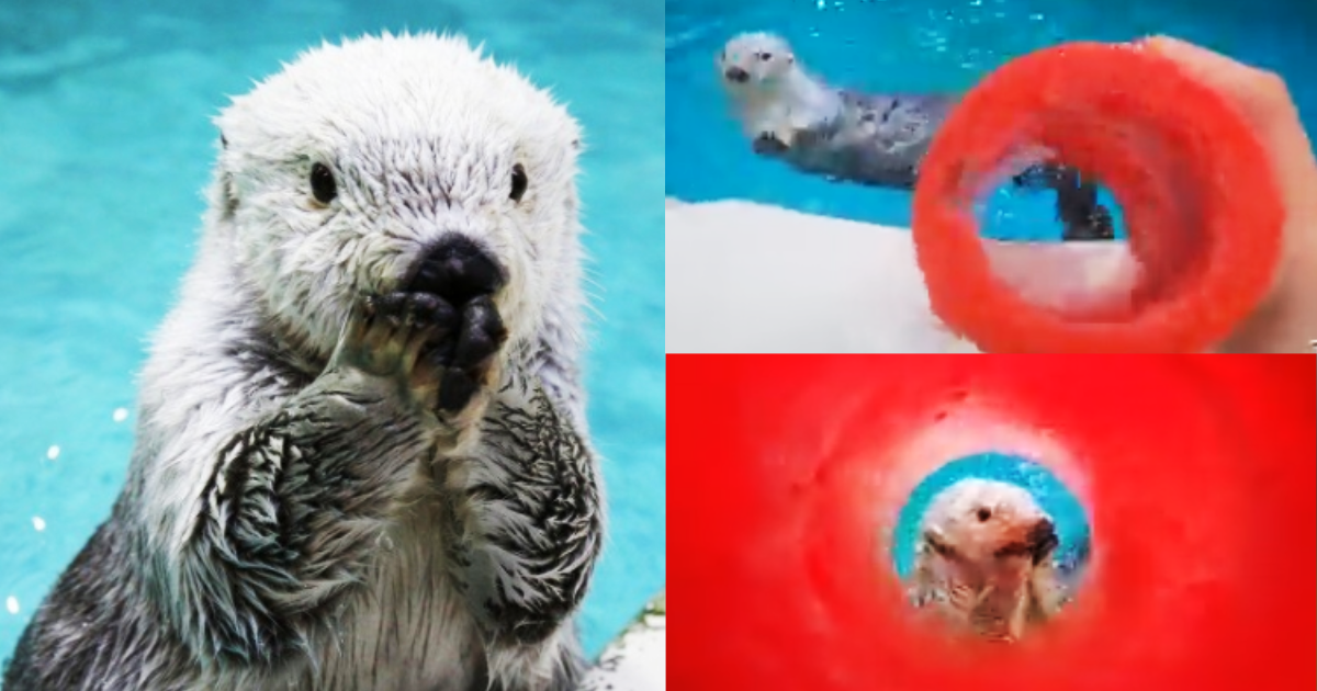 日本《鳥羽水族館》的海獺明星小梅，擅長擺出各種可愛姿勢圈粉無數。近日飼育員拿著三角錐，透過中空口偷窺小梅，小梅還會精準的對準角度擺出招牌可愛動作。（圖片翻攝推特＠TOBA_AQUARIUM）