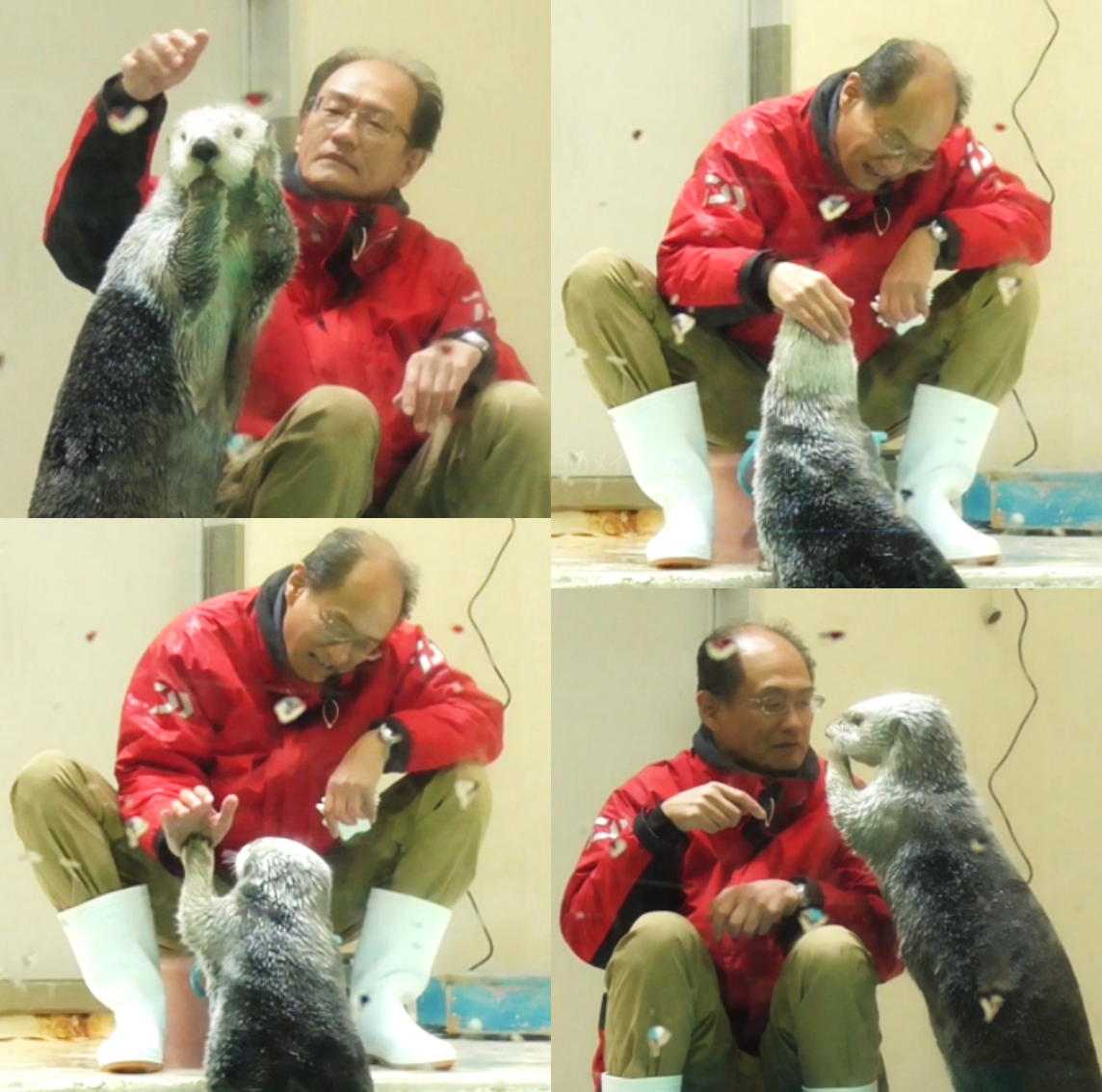 海獺小梅的飼育員之一，在水族館工作超過40年的石原先生，經常藉由餵食時，訓練小梅一些動作順便檢查身體狀況。石原與海獺可愛的互動及像是看著自家女兒般的溺愛眼神，曾被網友拍下影片上傳網路爆紅。（圖片翻攝Youtube頻道tobachan）