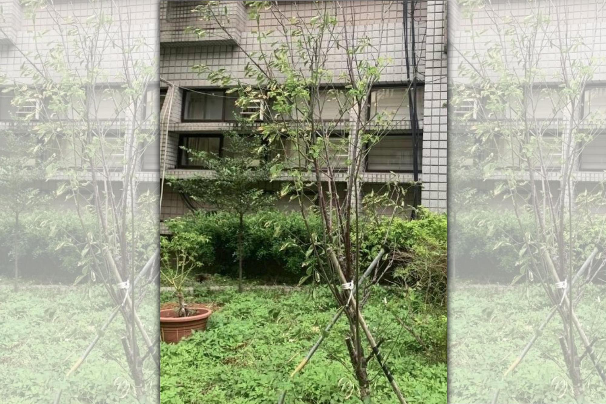 北投分局前任分局長種植梅樹,期望治安「沒事」。(翻攝畫面)