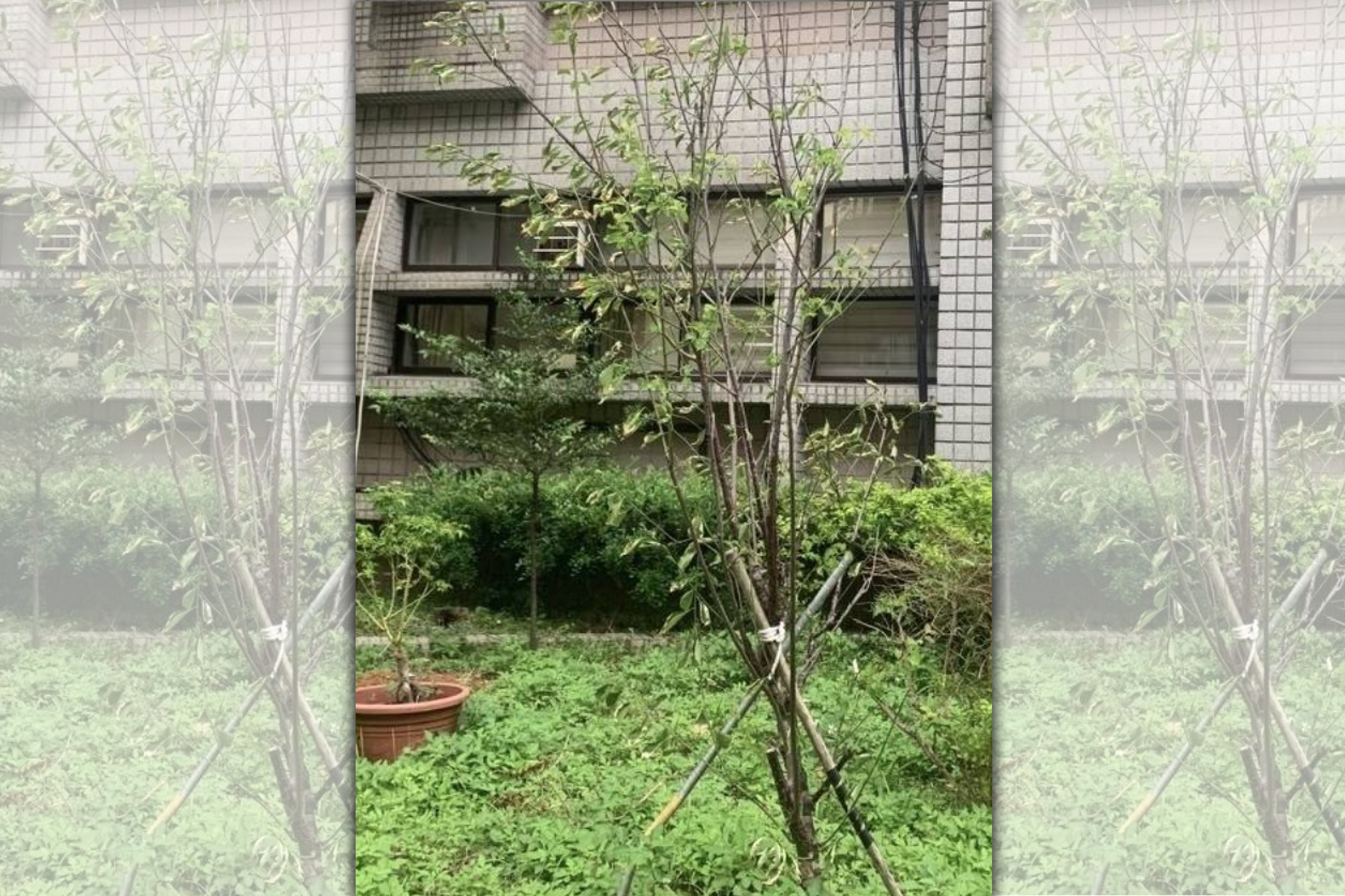  北投分局前任分局長種植梅樹，期望治安「沒事」。（翻攝畫面）