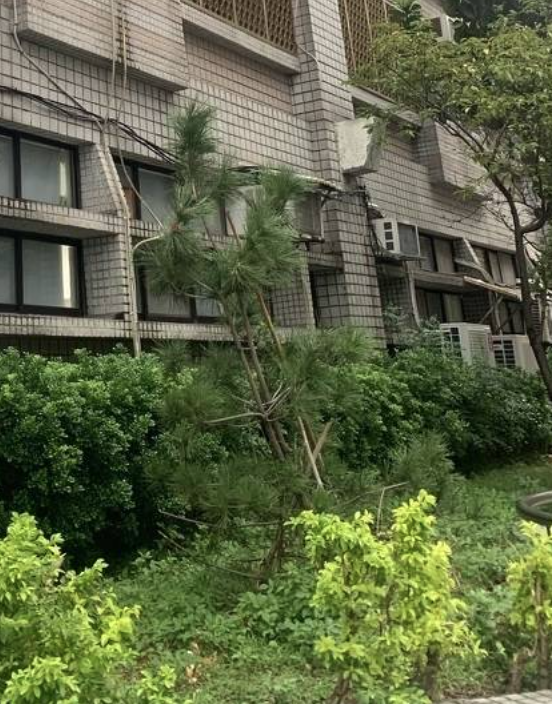 北投分局前任分局長種植青松，期望任內能夠「輕鬆」。（翻攝畫面）