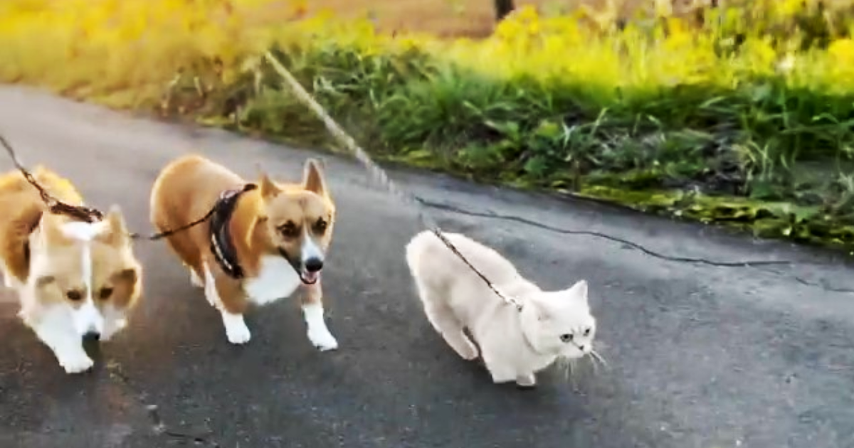 日本有隻貓咪，經常與家中兩隻柯基兄妹一起外出散步，近日飼主上傳影片只見貓咪一貓當先跑在前，他笑稱狗狗都快跟不上了，吸引百萬觀看在推特爆紅。（圖片翻攝推特＠muchi21067312）