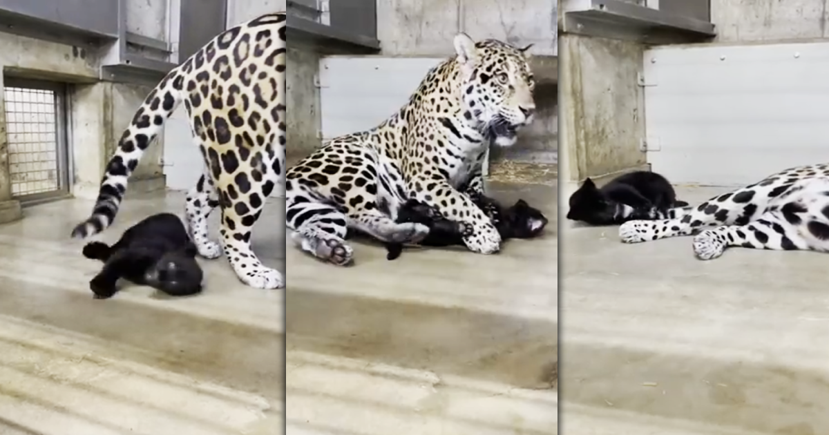 日本動物園於推特分享,園中剛生下雙胞胎豹寶寶的美洲豹Nelia,辛苦又療癒的育兒影片,吸引大量人氣與讚嘆豹媽媽又美又溫柔。(圖片翻攝推特@kobeojizoo)
