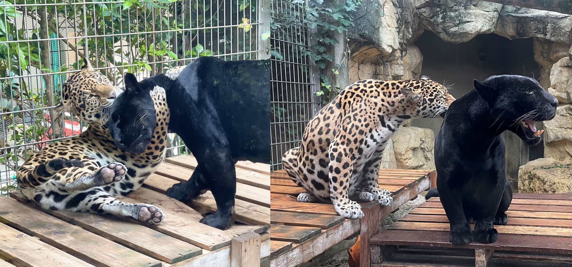 黑豹寶寶的父母是現年11歲，出生於波蘭的公黑豹Atos，以及出生於南非，於2020年移居日本的3歲美洲豹Nelia。（圖片翻攝推特＠kobeojizoo／@AAAchappy）