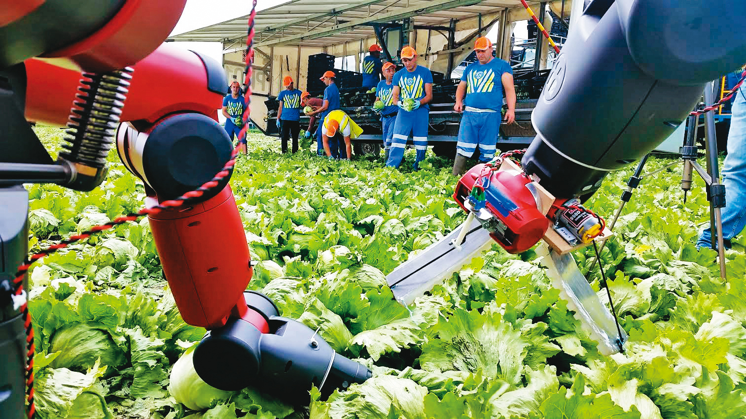曾經紅極一時的協作機器人元老級公司Rethink Robotics也曾推出過和達明一樣的鏡頭視覺方案,但卻沒有成功。圖為協作機器人在菜園裡播種收採。(翻攝Rethink Robotics臉書)