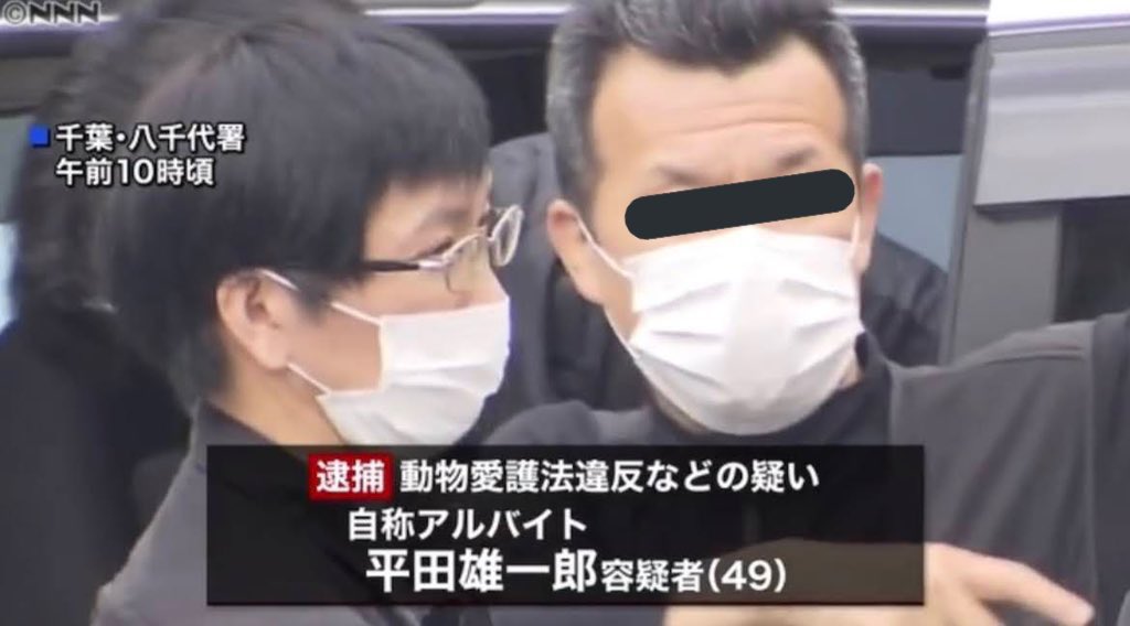 平田雄一郎因虐貓遭逮捕。(翻攝日本新聞網畫面)
