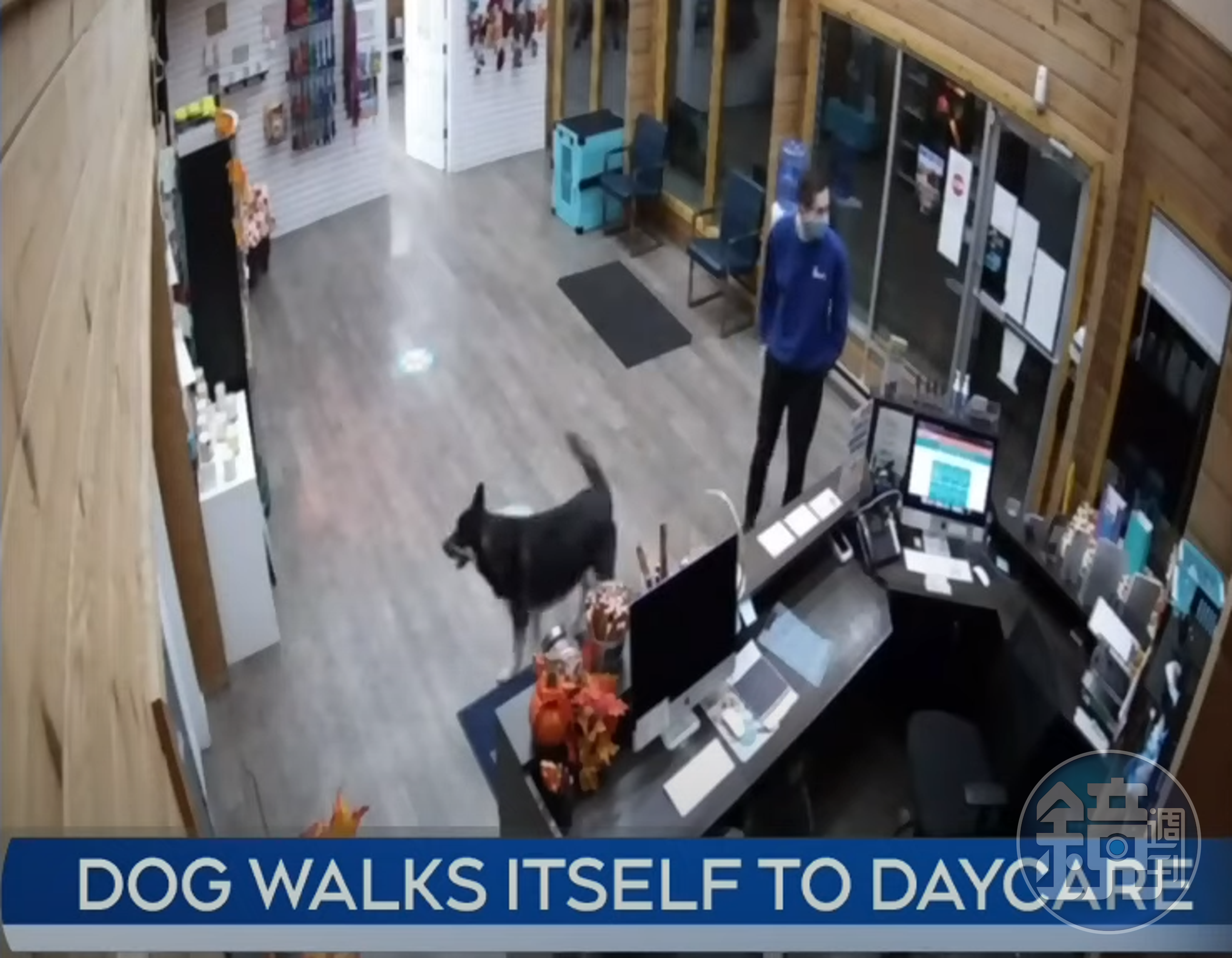 牧羊犬吉姆偷溜出家門，到高級寵物日托中心找樂子。（翻攝自 CTV News YouTube頻道）
