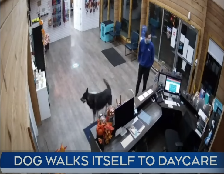 牧羊犬吉姆偷溜出家門，到高級寵物日托中心找樂子。（翻攝自 CTV News YouTube頻道）