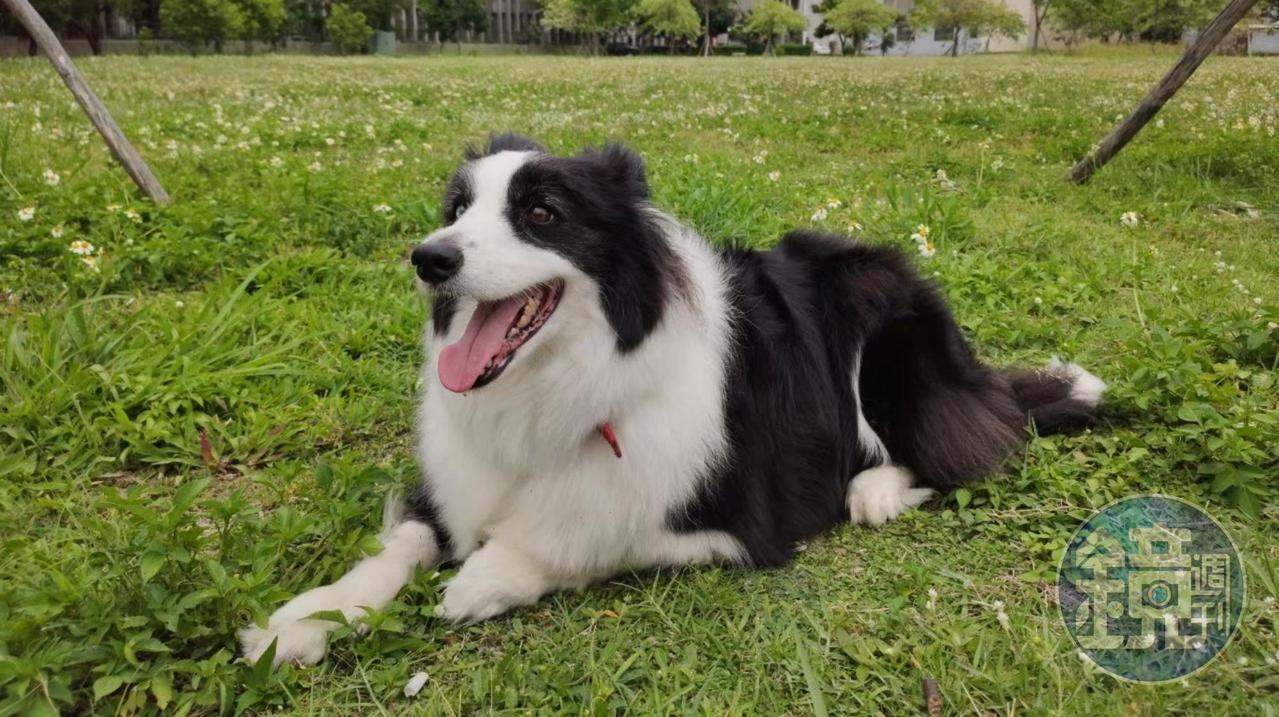 加拿大一隻牧羊犬趁機偷溜到家附近的寵物日托中心「找樂子。」（示意圖，讀者提供）