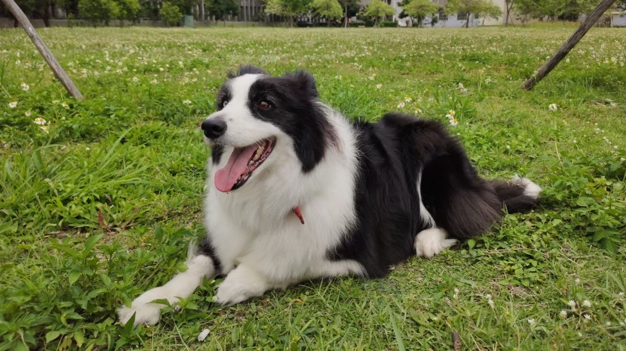 加拿大一隻牧羊犬趁機偷溜到家附近的寵物日托中心「找樂子。」（示意圖，讀者提供）