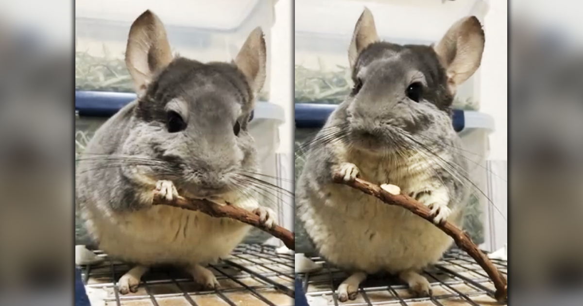 日本一名網友飼養常被稱作龍貓的南美栗鼠，日前遞給牠零食木棒，小龍貓吃到一半突然定格呆滯，還猛地抬頭貌似想起了什麼，逗趣的影片上傳推特吸引百萬觀看。（翻攝推特＠mou_1224）