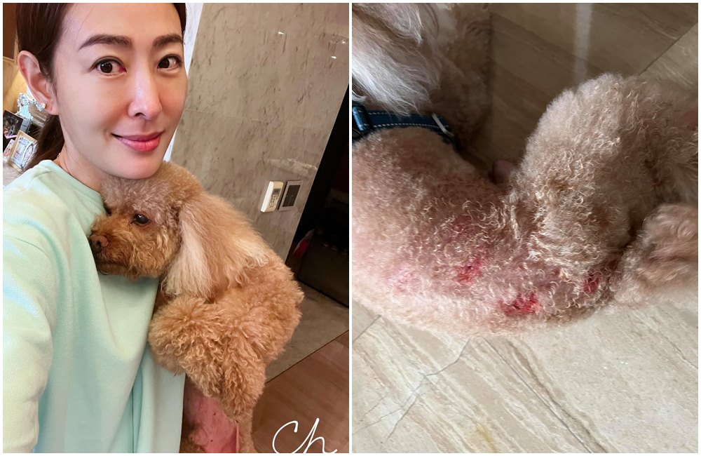 賈永婕的愛犬Q比在國父紀念館遭短腿小狗襲擊受傷。（翻攝賈永婕臉書）