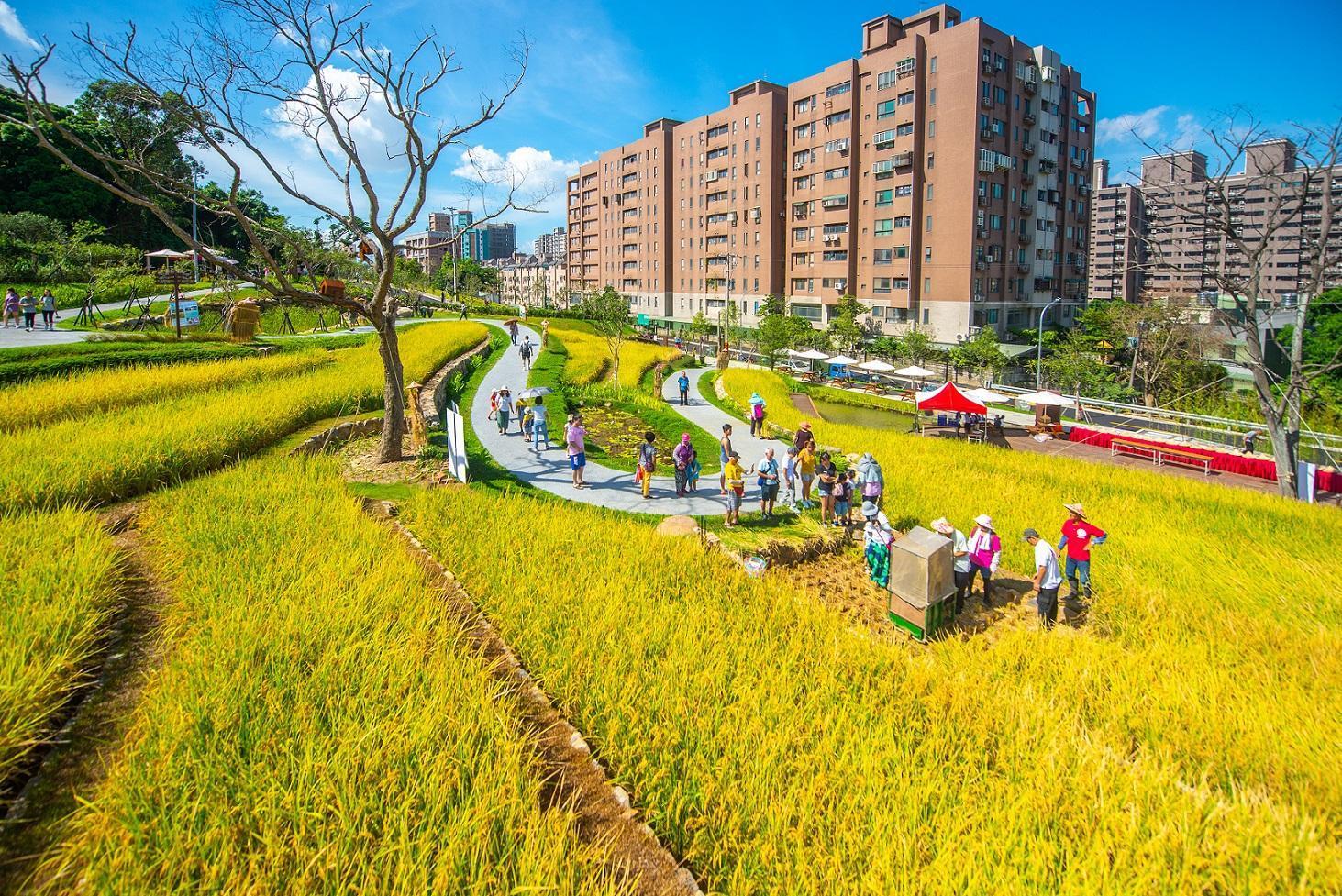 大有梯田生態公園佔地1.79公頃,讓市民在城市裡也能有碩大的空間從事休閒活動。(桃園市政府提供)
