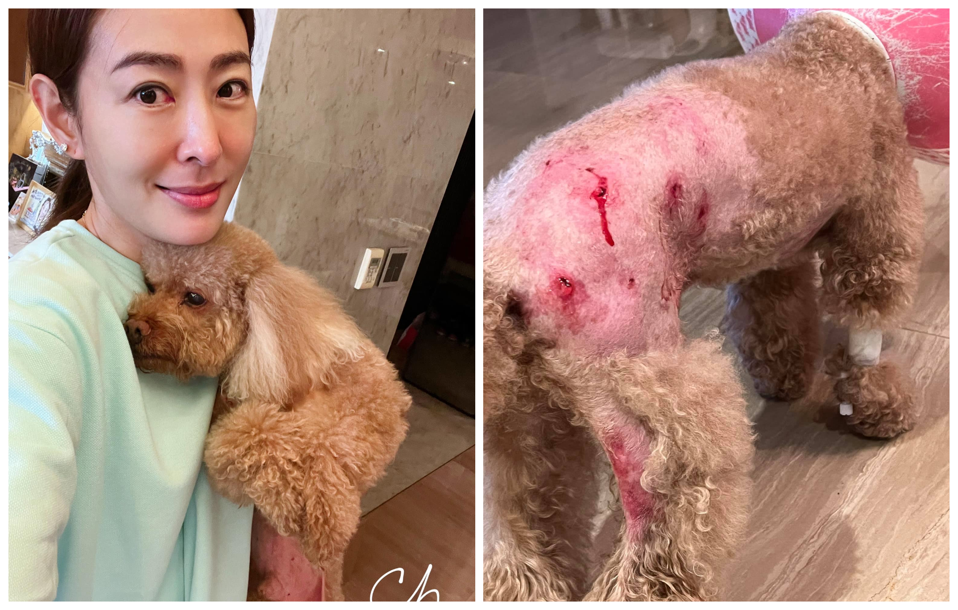 賈永婕的愛犬Q比今早遭一隻短腿小狗襲擊，傷勢慘重。（翻攝賈永婕臉書）