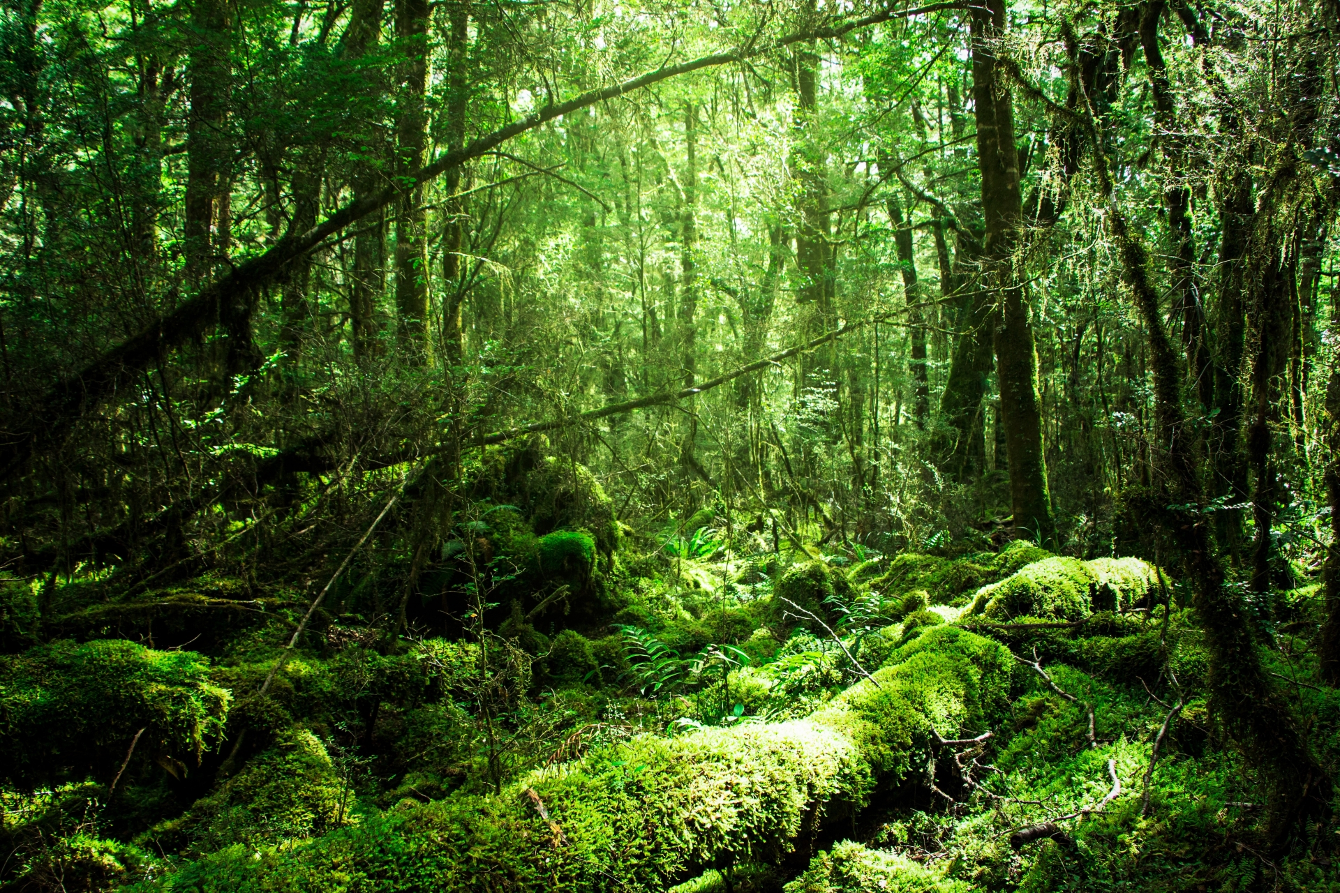 Amber Group與氣候技術公司Moss Earth合作，承擔企業責任，減少碳排放以保護地球。（圖片來源：PhotoAC）