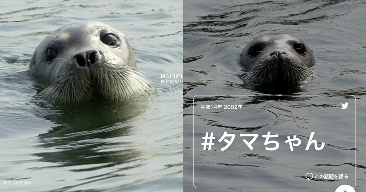 日本東京灣曾在約20年前有誤闖小海豹，不僅成了國民偶像，還促使政府修法，更拿到特別住民證。（翻攝自推特）