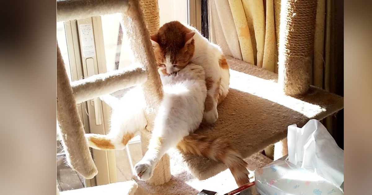 日本網友分享家中愛貓的奇特睡姿，被笑稱很像喝醉酒路倒的大叔，也因胯下緊緊卡在樓梯側邊，被說感覺胯下痛痛的。（圖片翻攝推特＠Kotatsu10Mikan7）