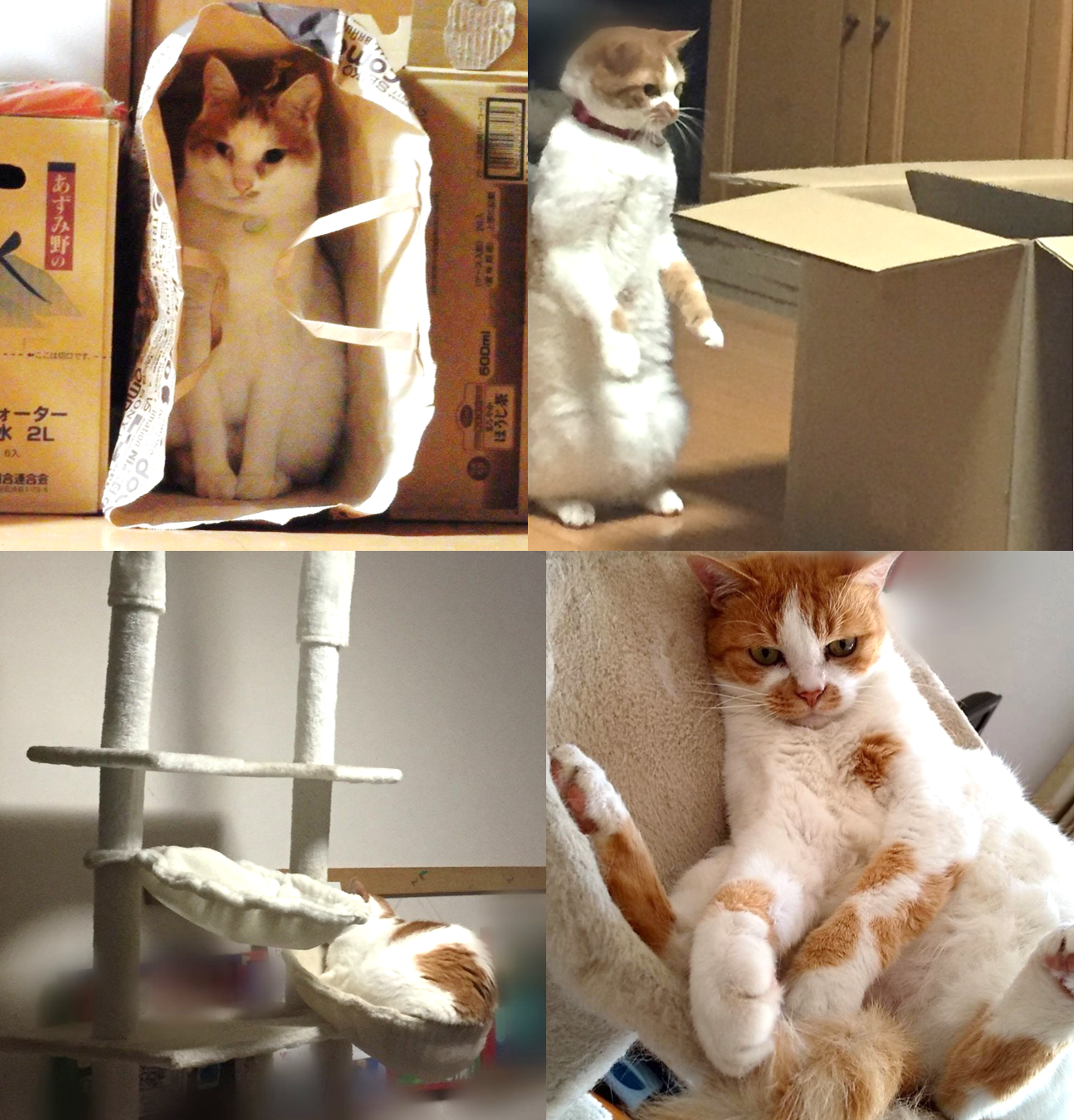 原PO飼養的兩隻橘白貓都圓潤可愛,左圖的貓哥哥Kotatsu常躲著觀察別人,右圖的貓小妹蜜柑好奇心重又活潑,兩貓都很愛睡在貓跳台上。(圖片翻攝推特@Kotatsu10Mikan7)