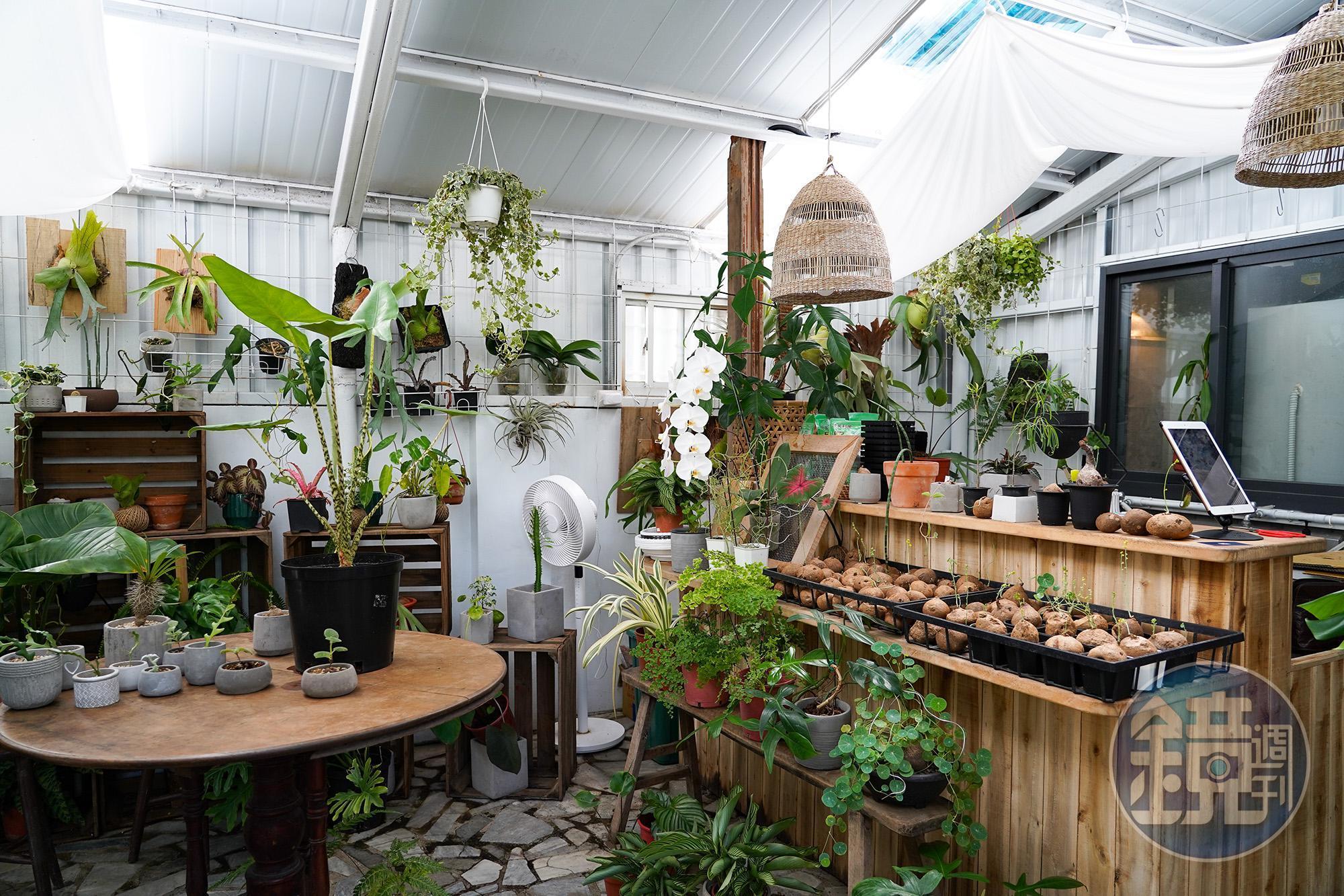 小森林裡展示販售許多塊莖類植物，很適合初學者入門。