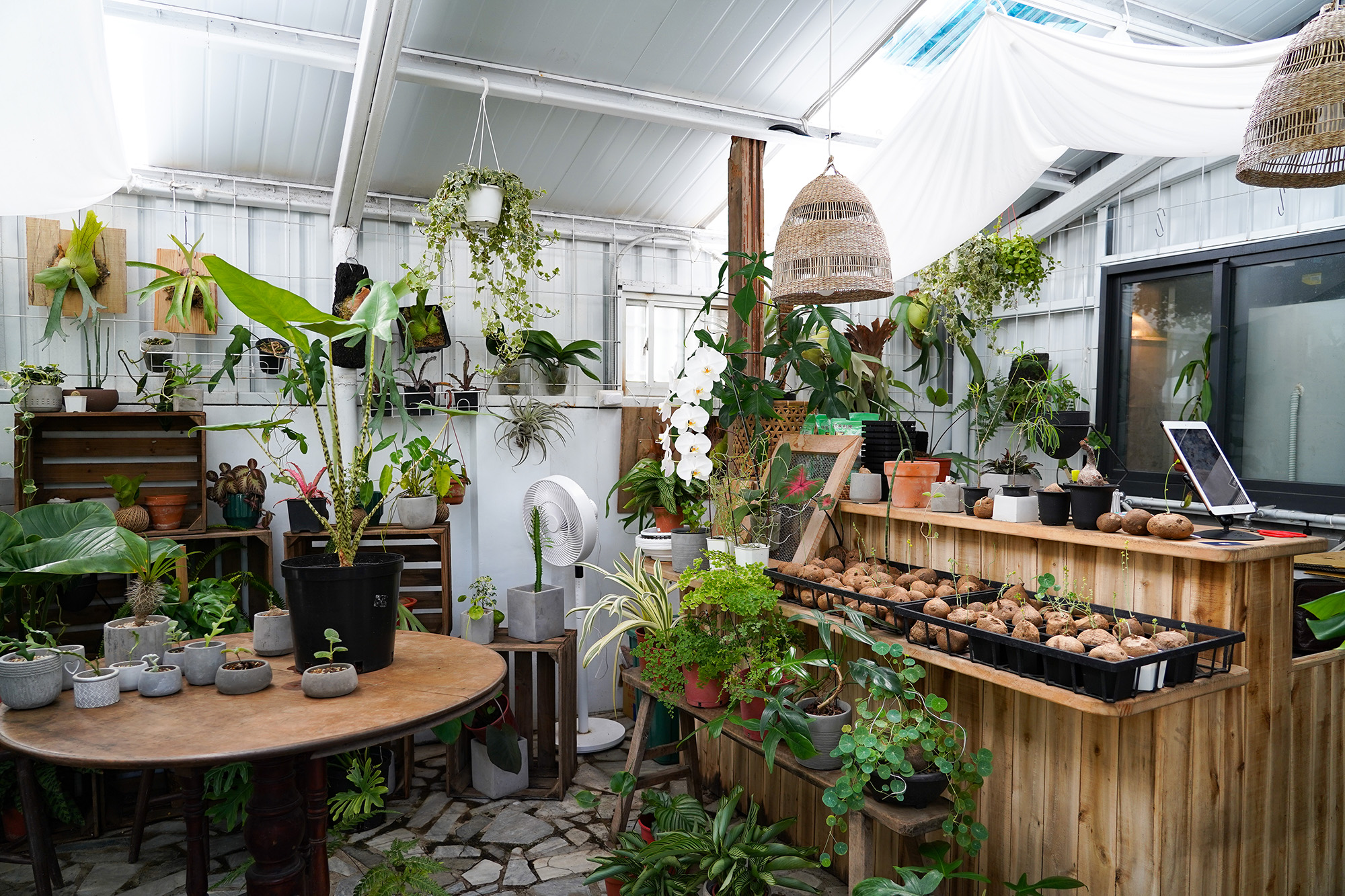 小森林裡展示販售許多塊莖類植物，很適合初學者入門。