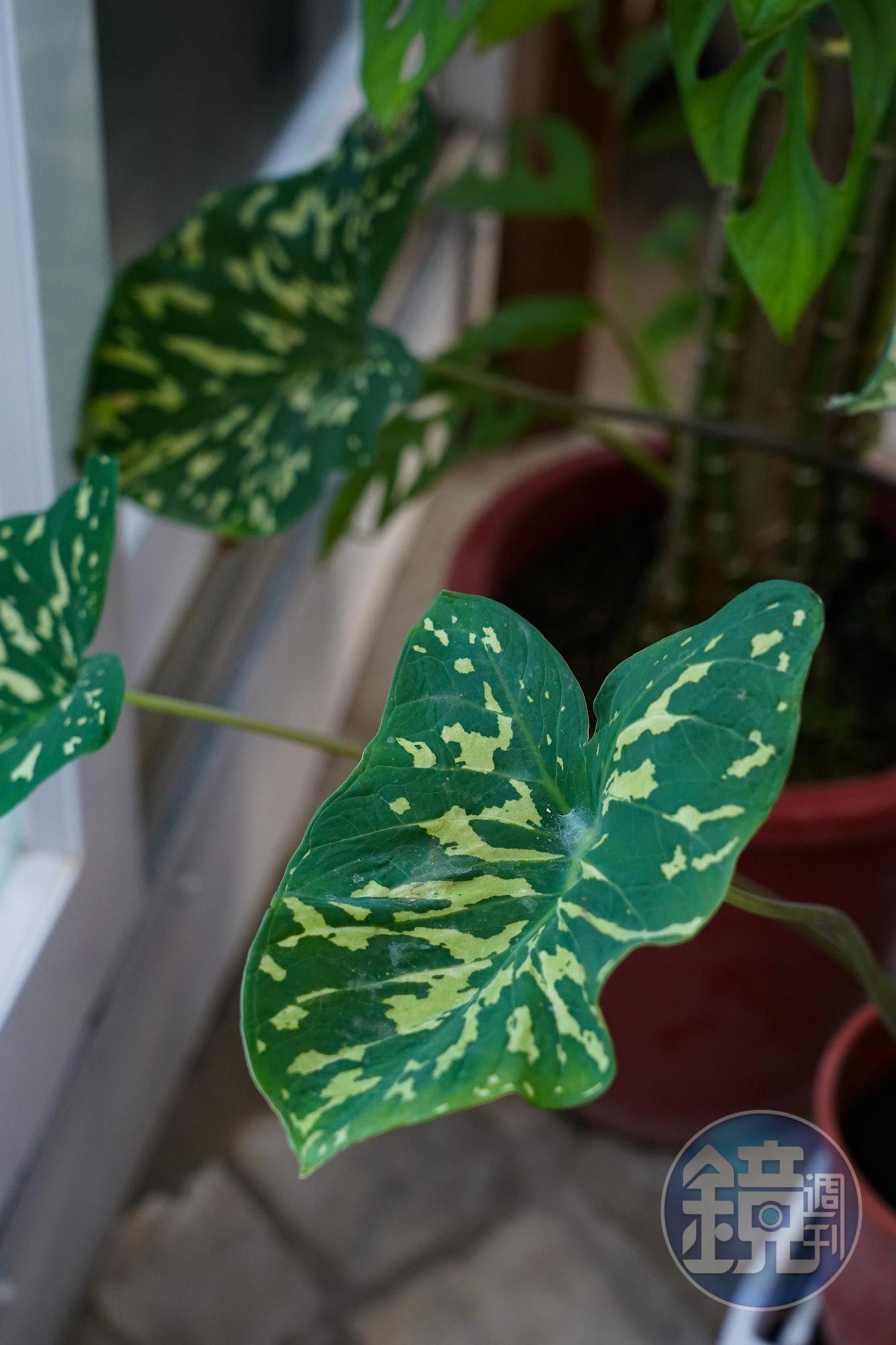 「迷彩彩葉芋」斑斕的葉片，吸引許多人種植於家中庭院觀賞。