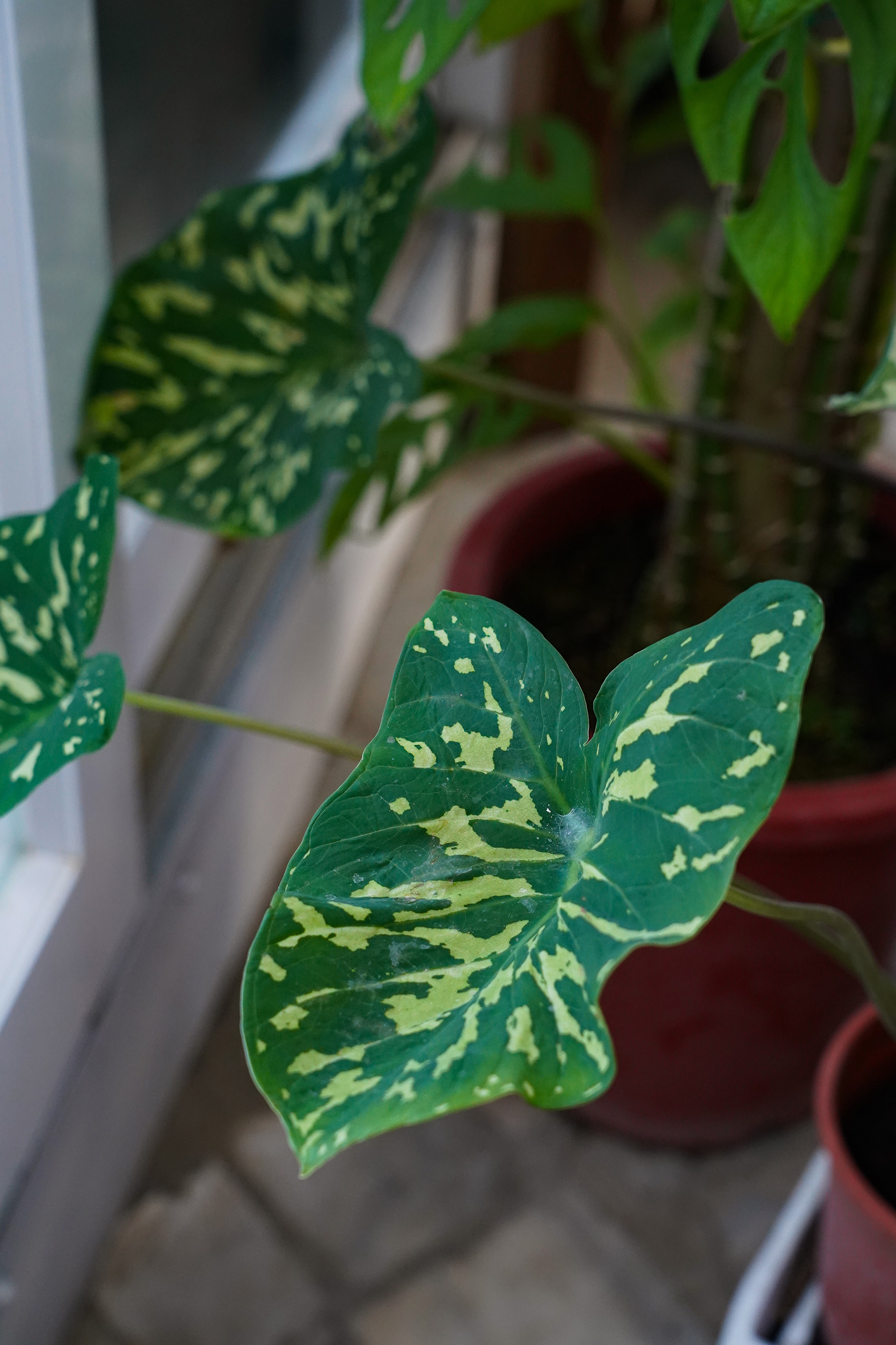 「迷彩彩葉芋」斑斕的葉片，吸引許多人種植於家中庭院觀賞。