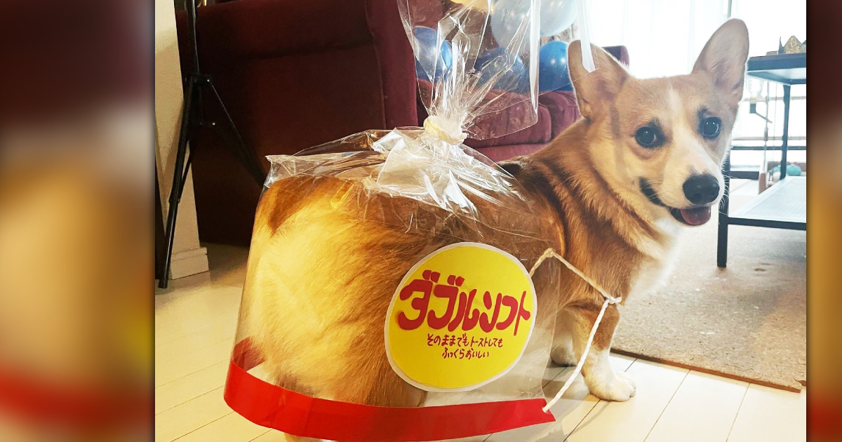 原PO在貼文中提到，比較沒有烤焦的那隻（Uhron）今天（10月31日）生日。許多人留言祝福牠生日快樂，原PO也與大家分享慶生照。（圖片翻攝IG＠corgi_pechin_uhron）