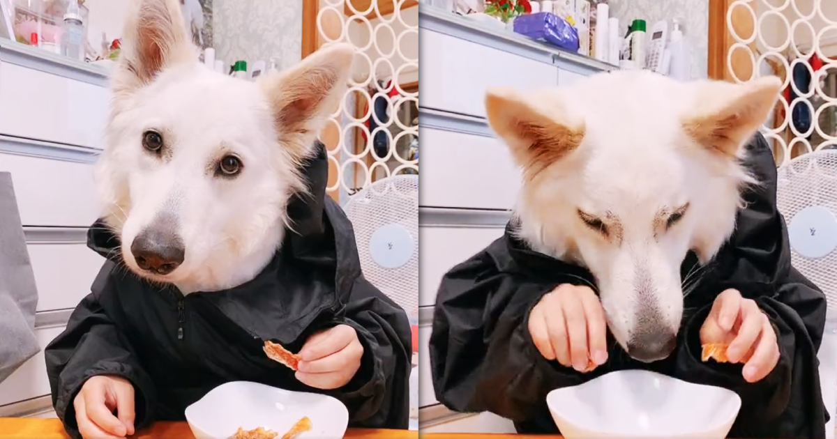 日本有網友拍下家中小兒子與愛犬的合體變裝吃播秀,乍看像狗狗伸出人手抓肉條吃的有趣影片,在推特上爆紅。(翻攝推特@Letty0507)