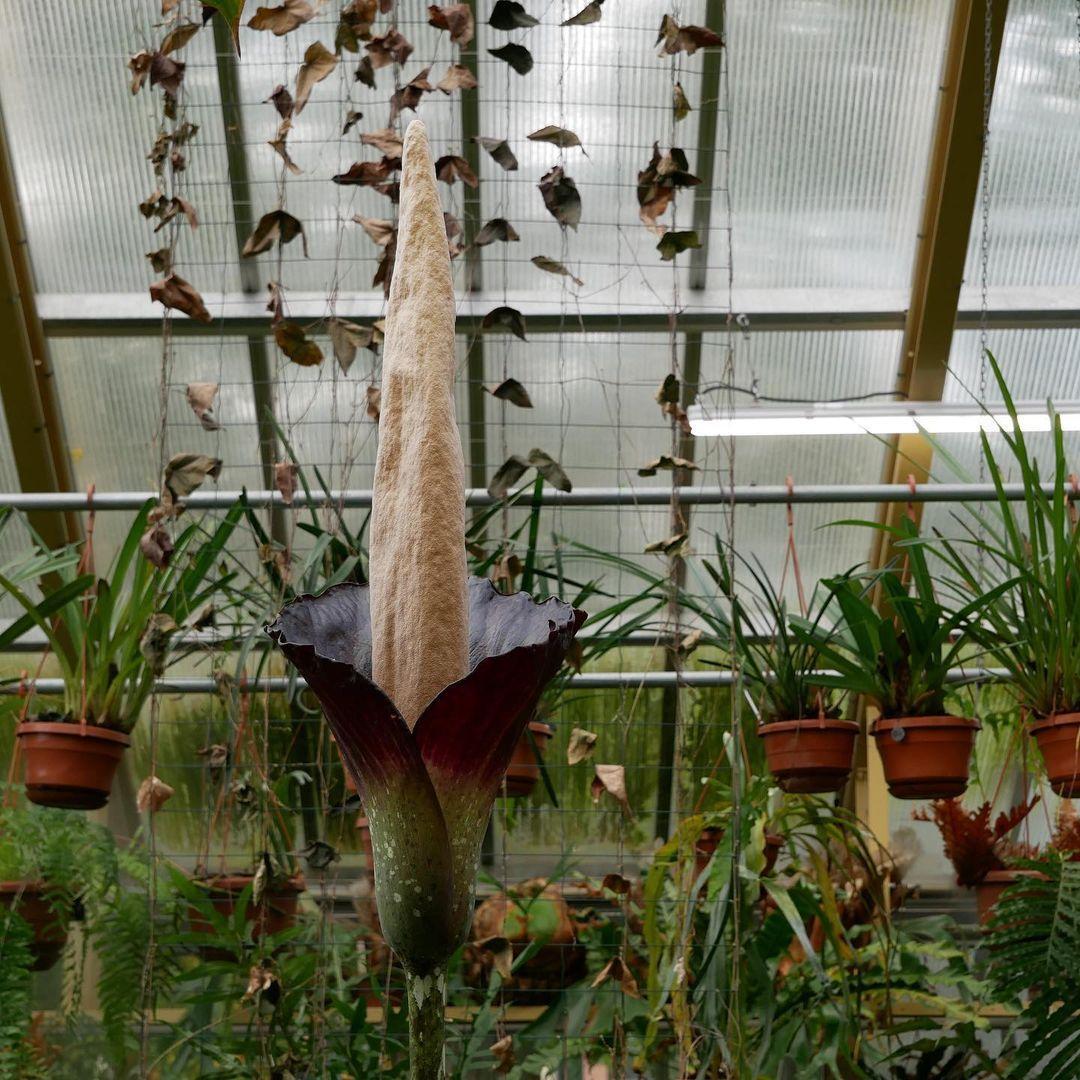 「陰莖花」是世上非常罕見的植物。(翻攝Leiden Hortus Botanicus IG)