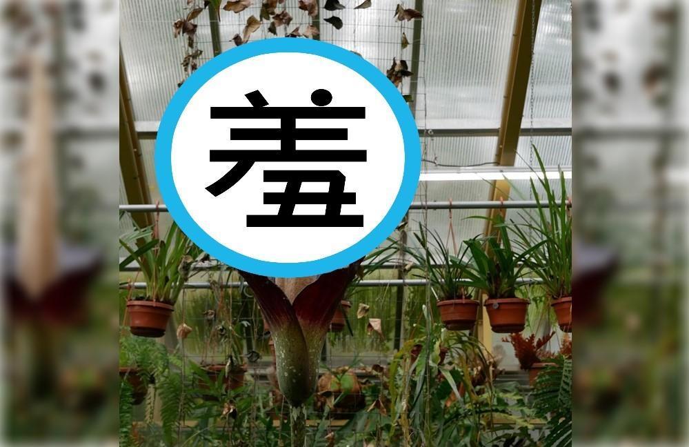 荷蘭植物園中一株罕見的「陰莖花」,睽違25年首度開花。(翻攝Leiden Hortus Botanicus IG)