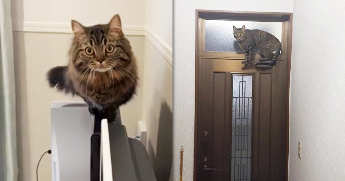 近日有些網友分享自家愛貓的神技都引發關注，如同走鋼索般在液晶電視細窄的邊框散步，又或是站在門弓器上，乍看好像浮在半空中。（翻攝推特＠MunchKINGArthur／＠hanae1210）